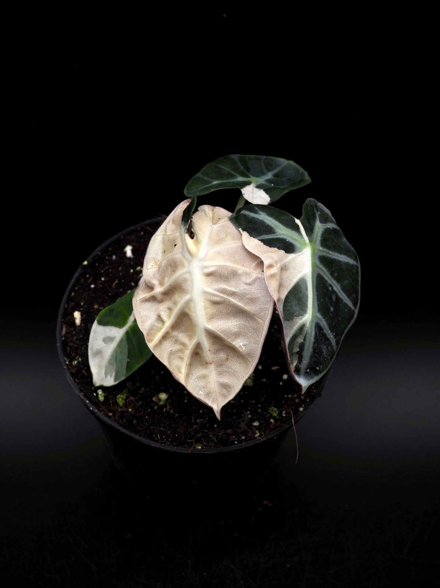 Alocasia Baloon Heart Pink