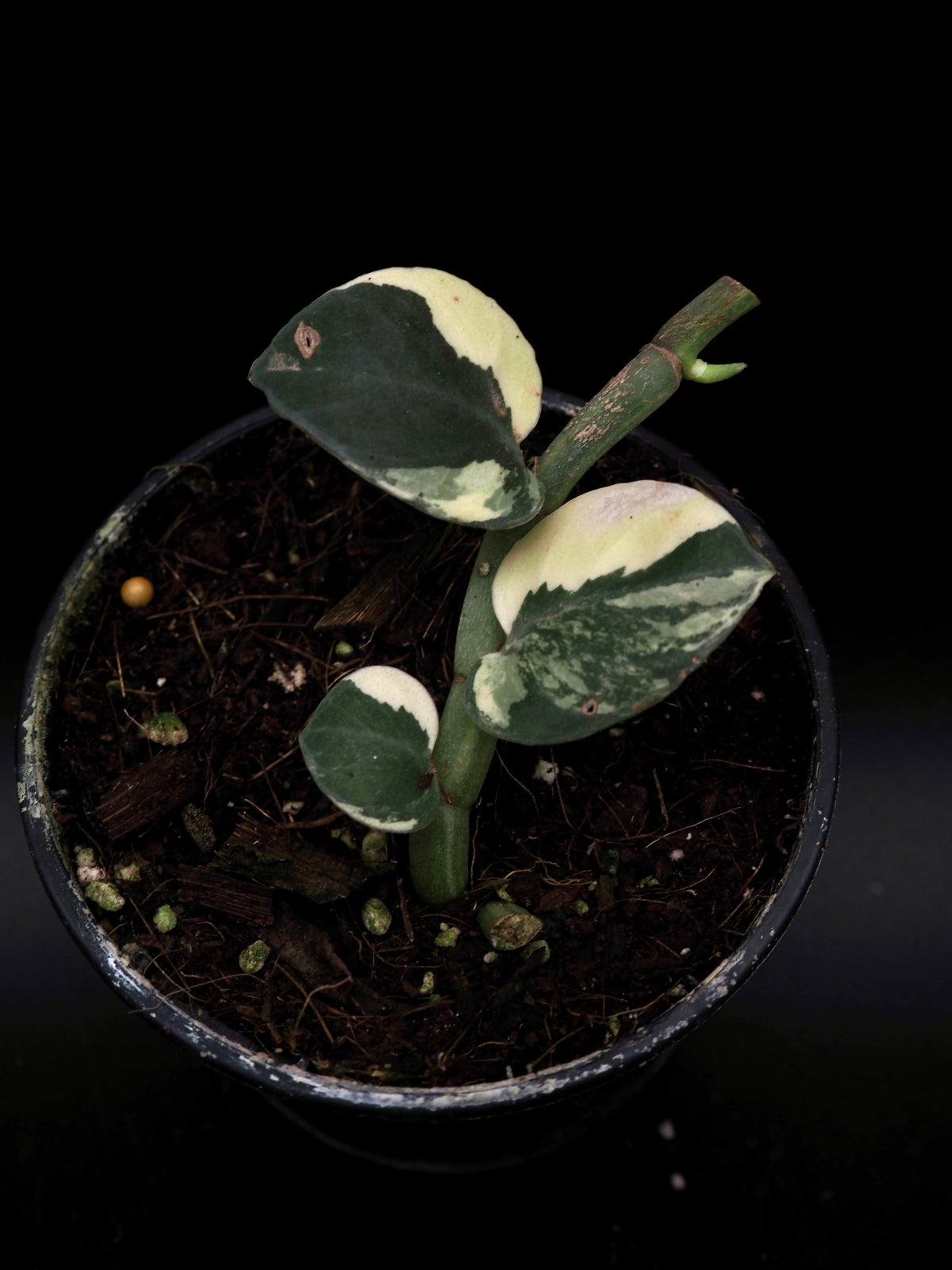 Rhaphidophora Hayi Variegata