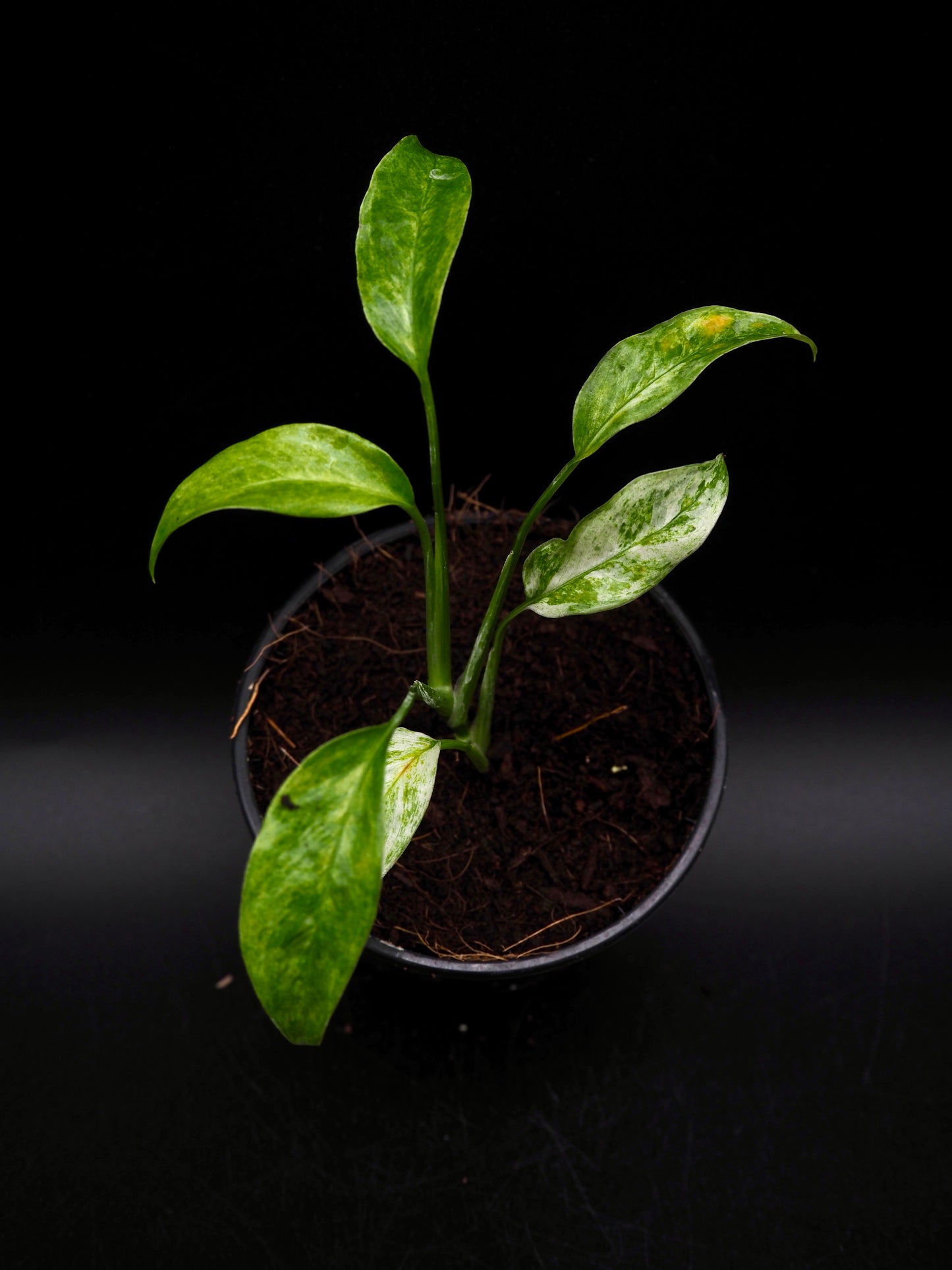 Monstera Laniata Mint