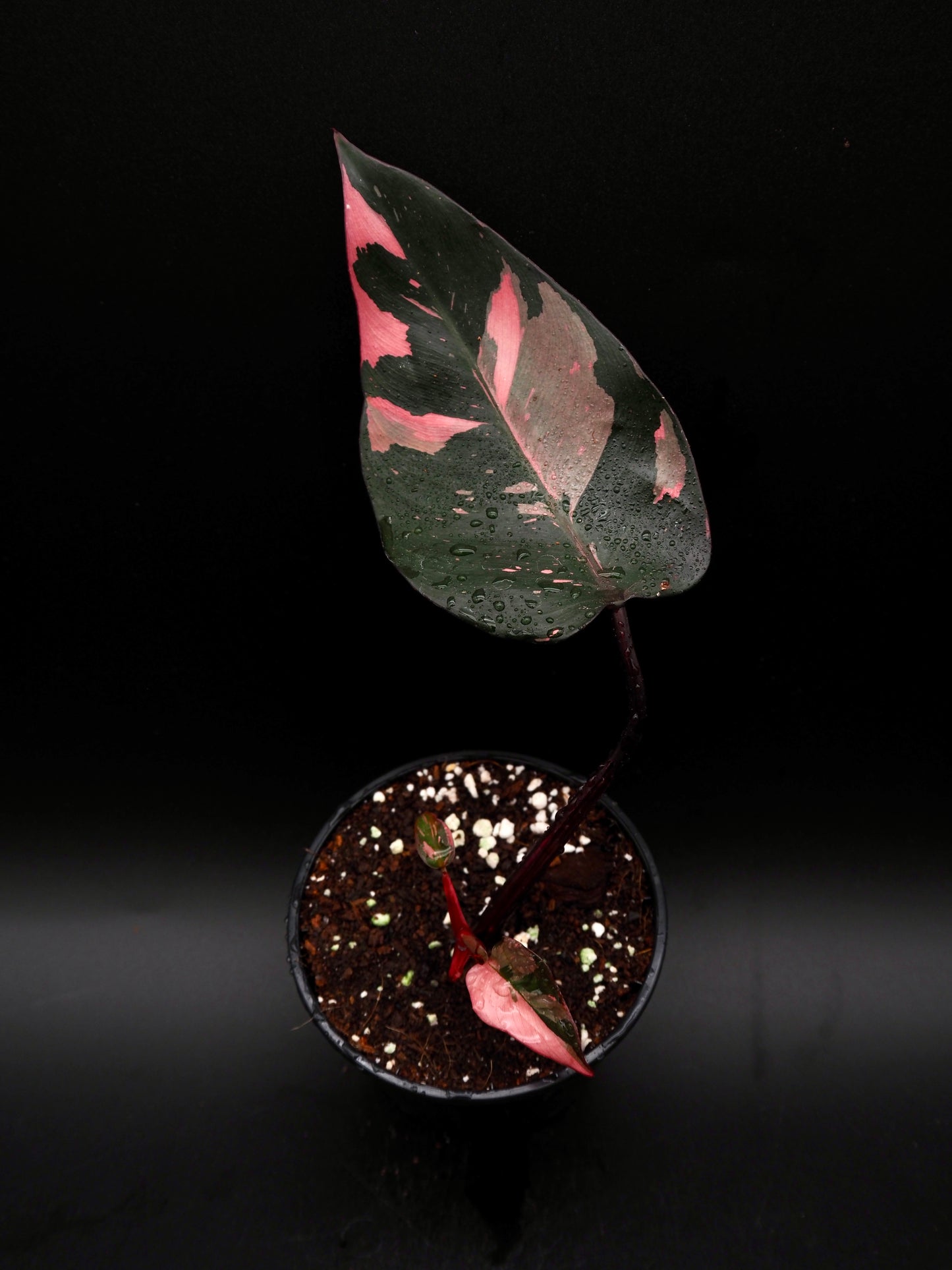 Philodendron Pink Princess Galaxy