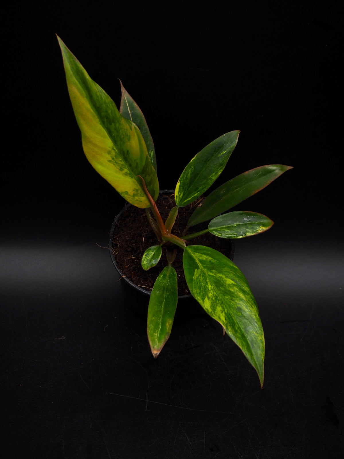 Philodendron Caramel Marble