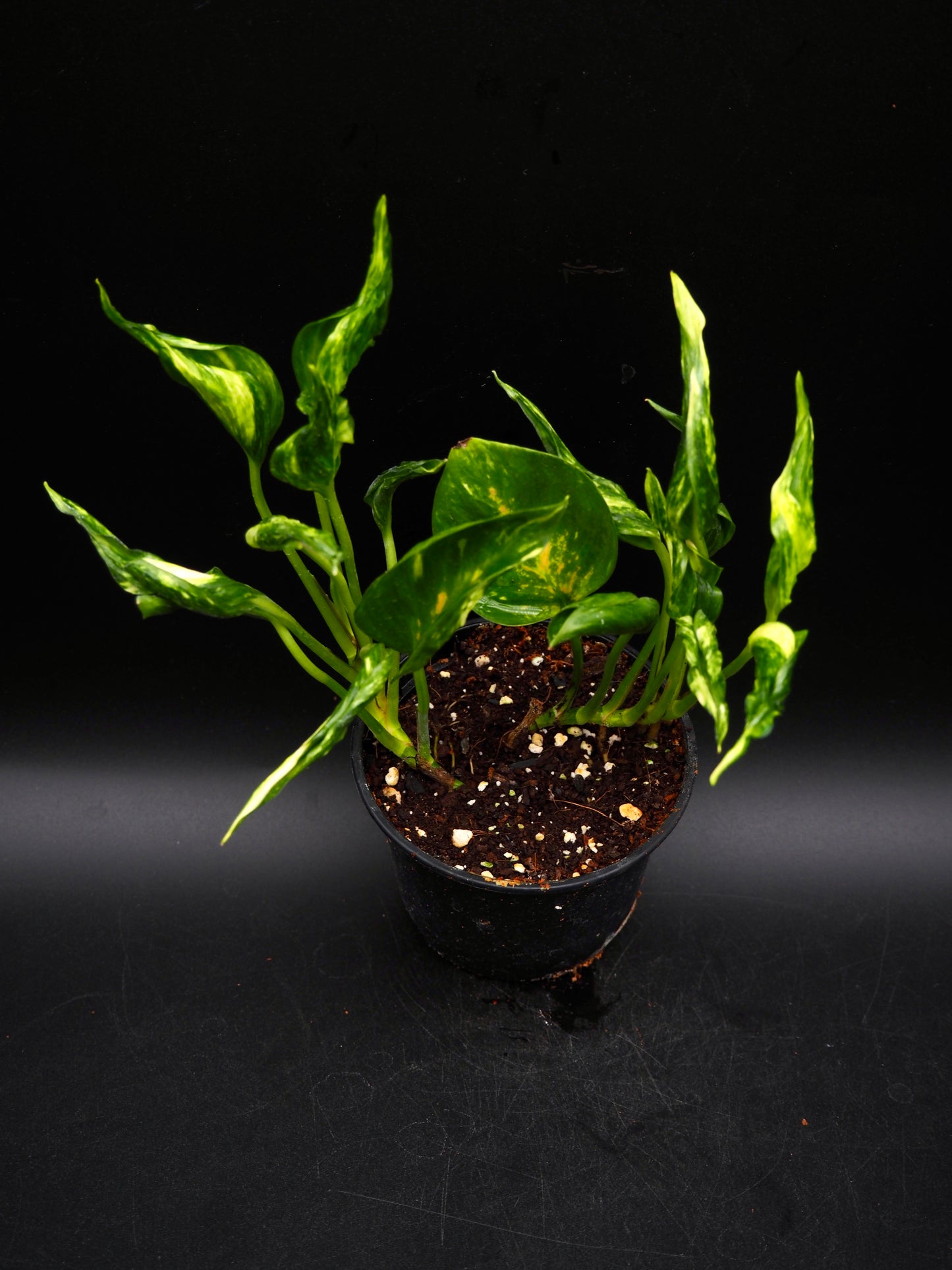 Epipremnum aureum Shangri La Variegata