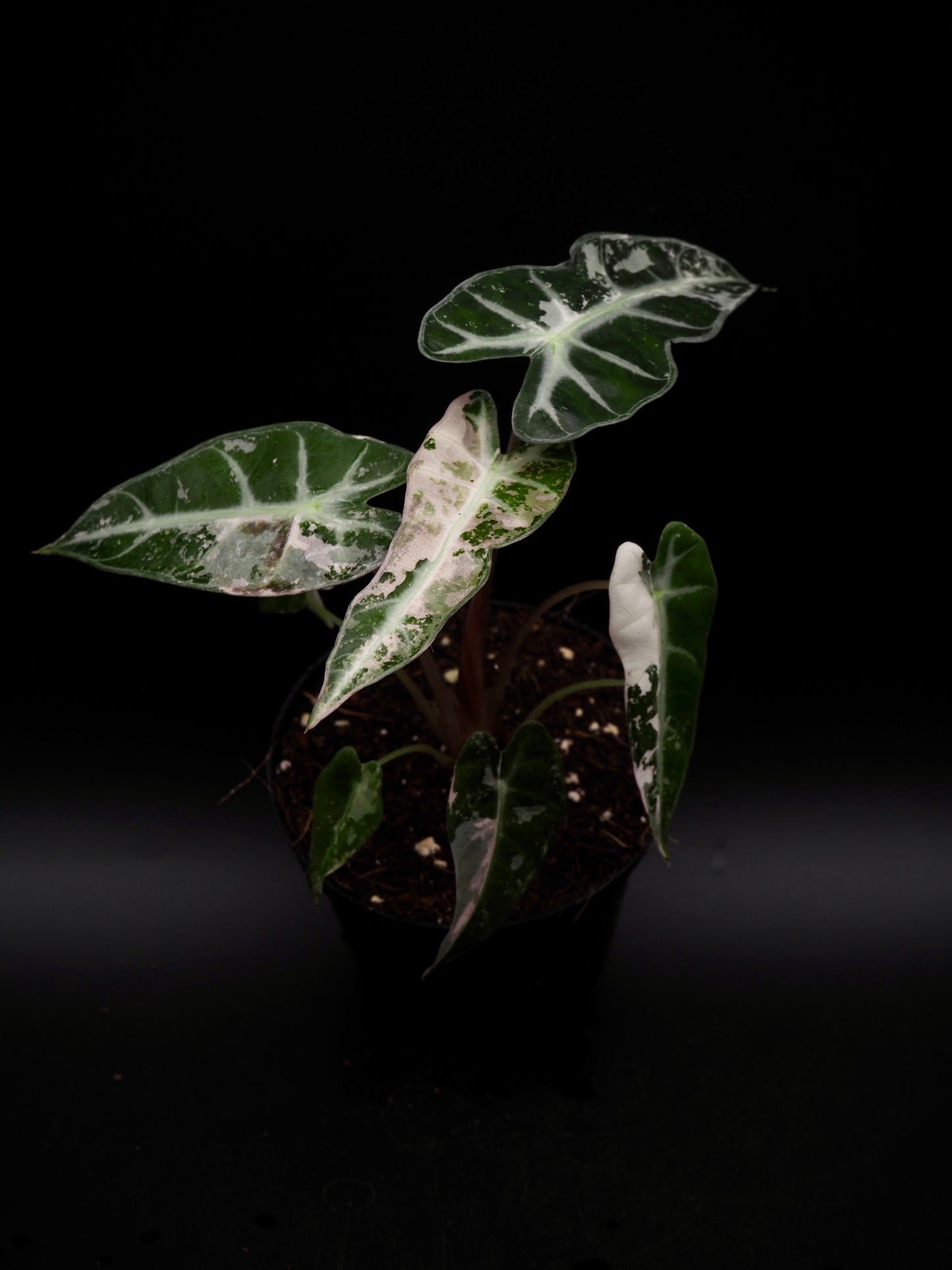 Alocasia Bambino Rose Variegata