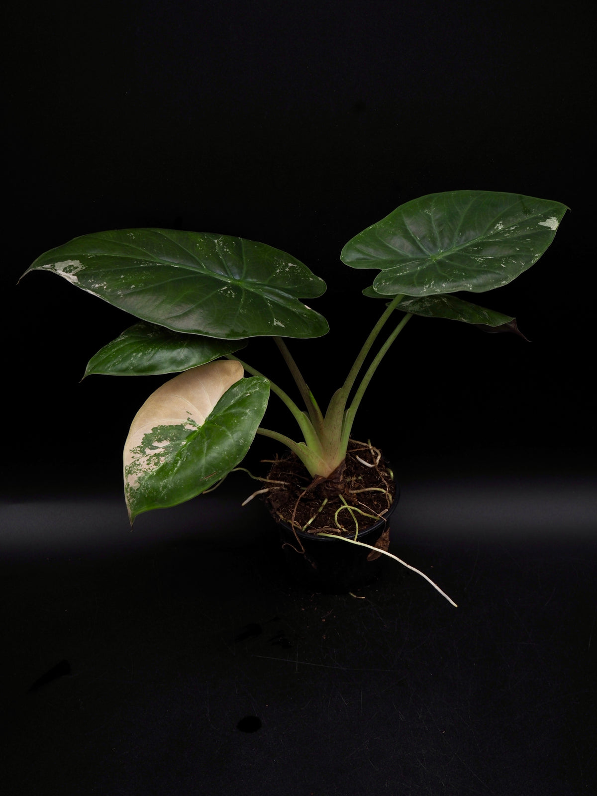 Alocasia Wentii Albo/Pink
