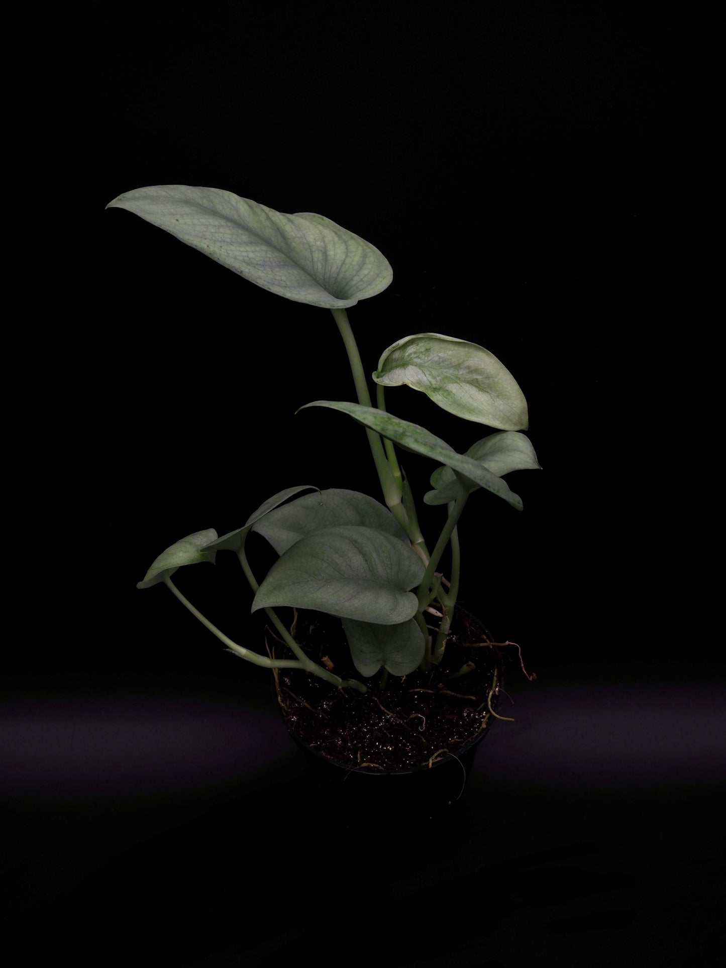 Scindapsus Platine