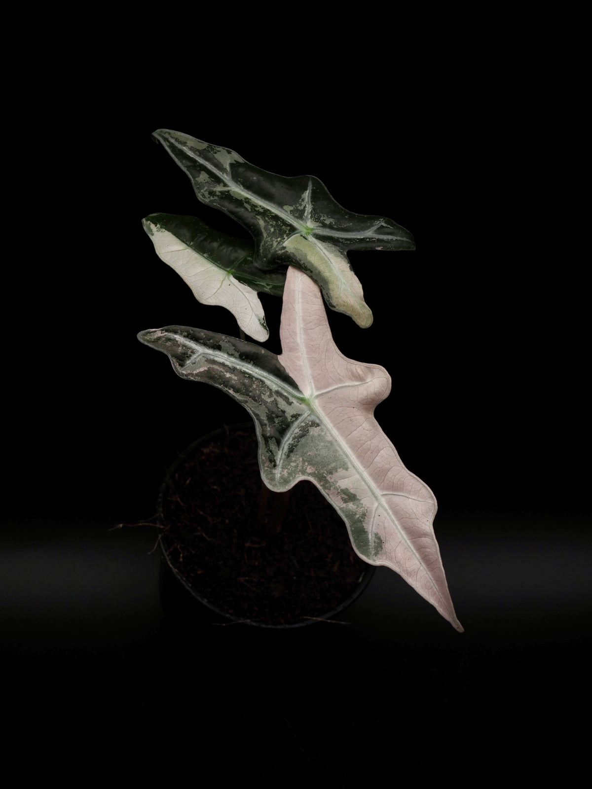 Alocasia Nobilis Rose