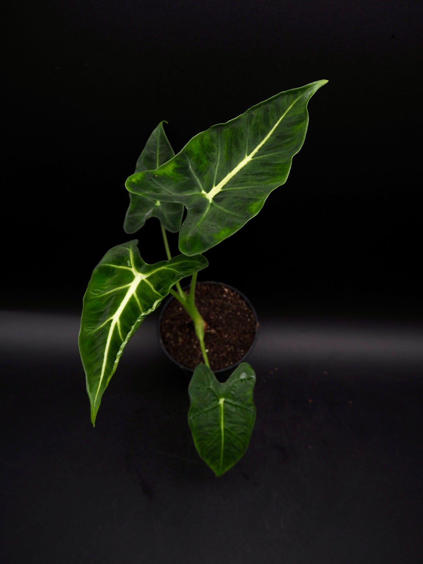 Alocasia Frydek Tatoo