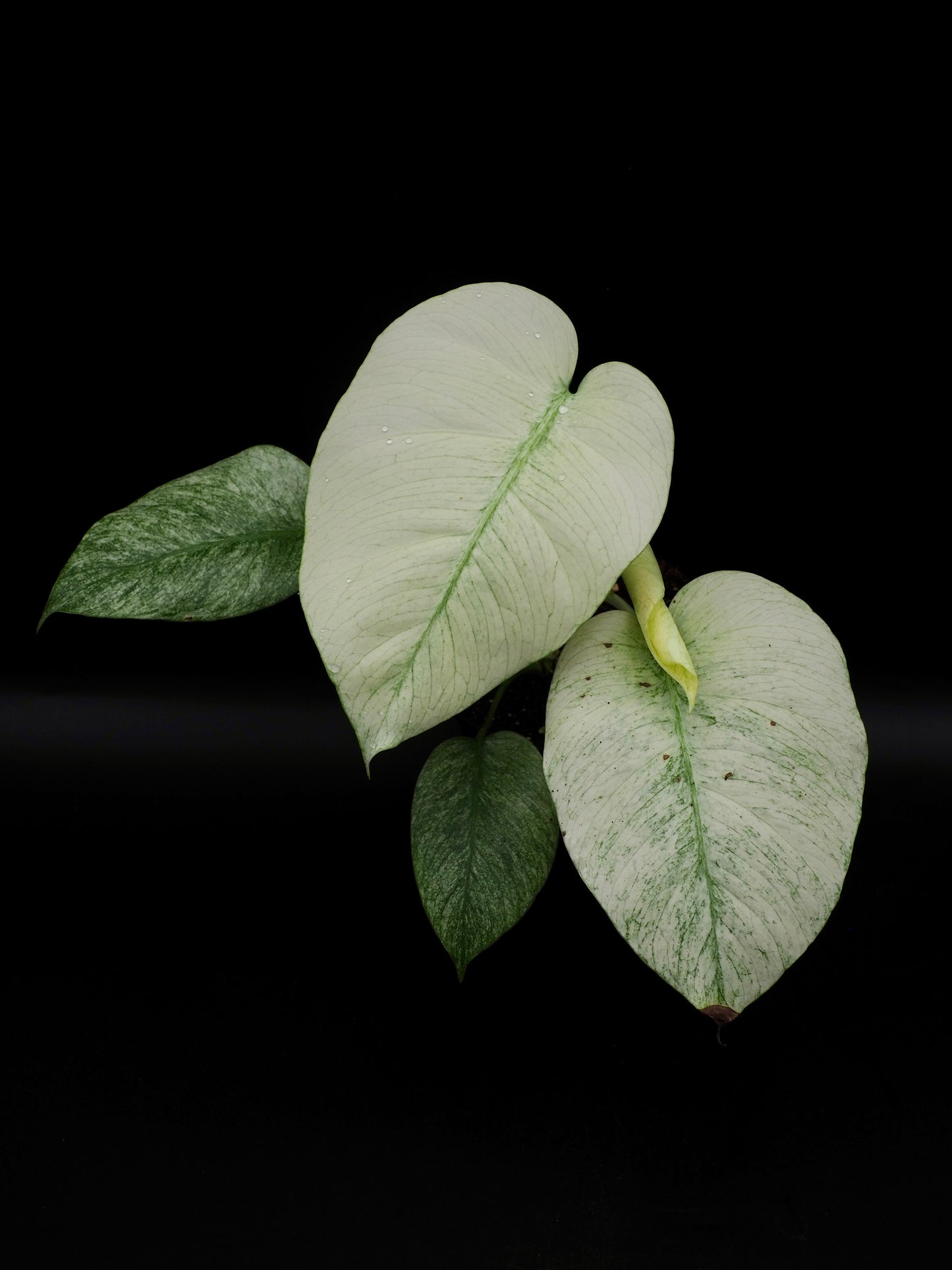 Monstera Jungle Full Mint