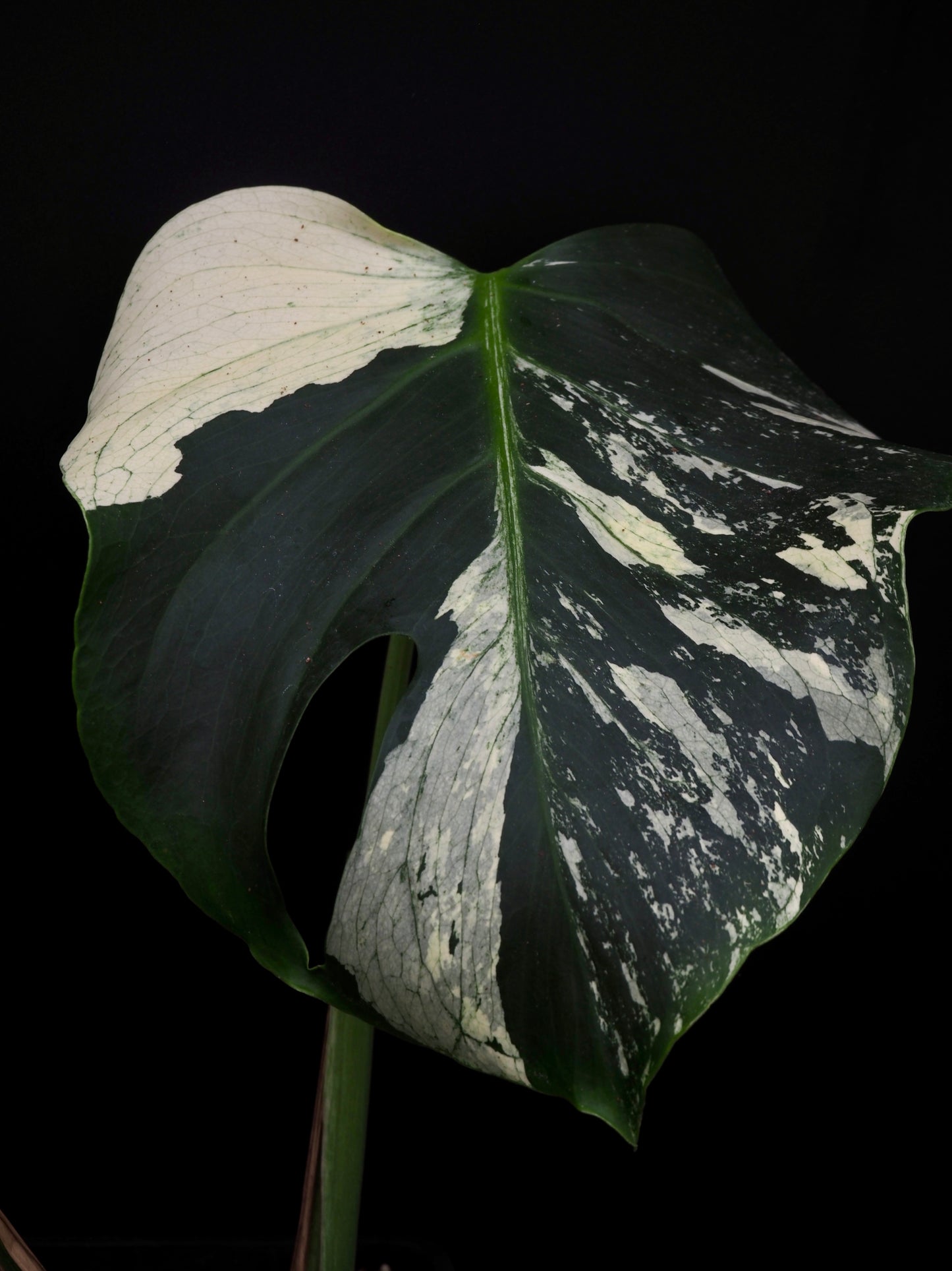 Monstera Deliciosa White Mint