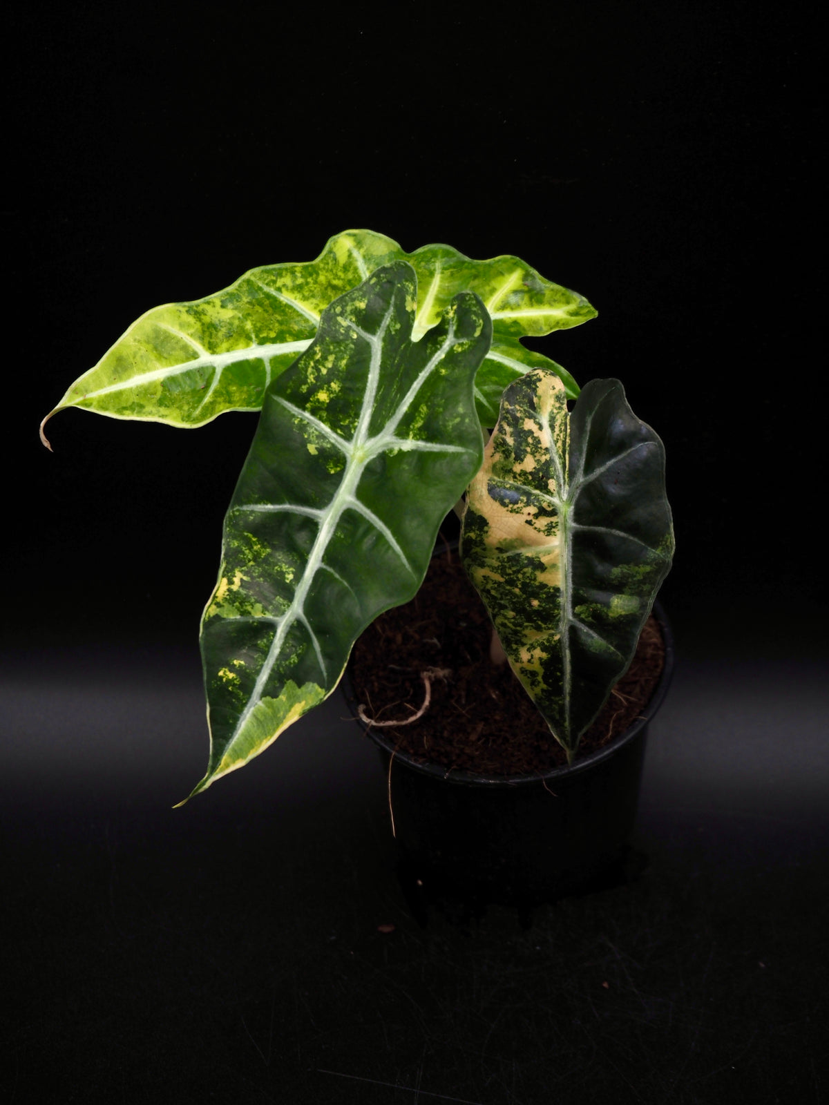 Alocasia Polly Aurea