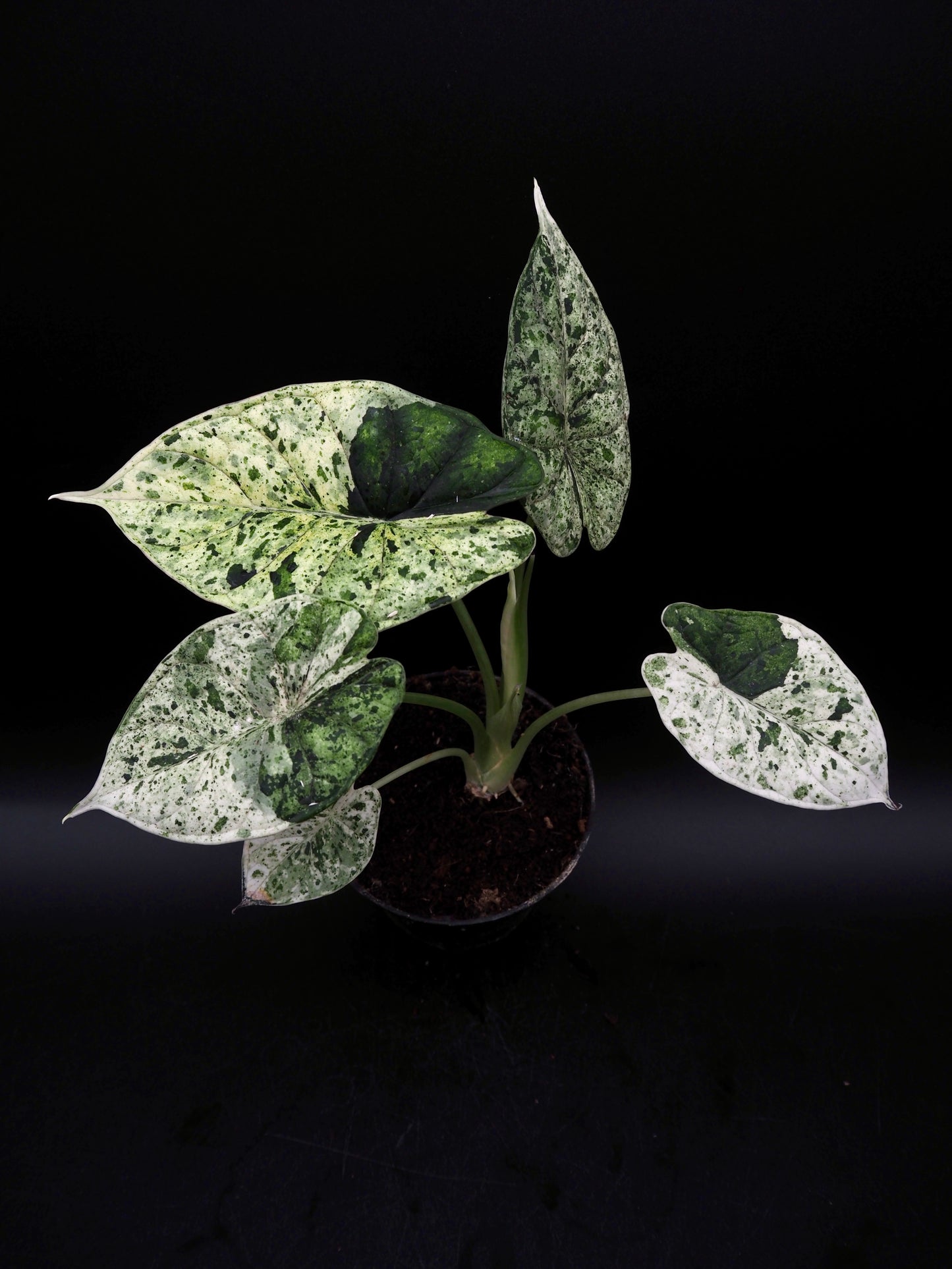 Alocasia Dragon Scale Menthe Variegata