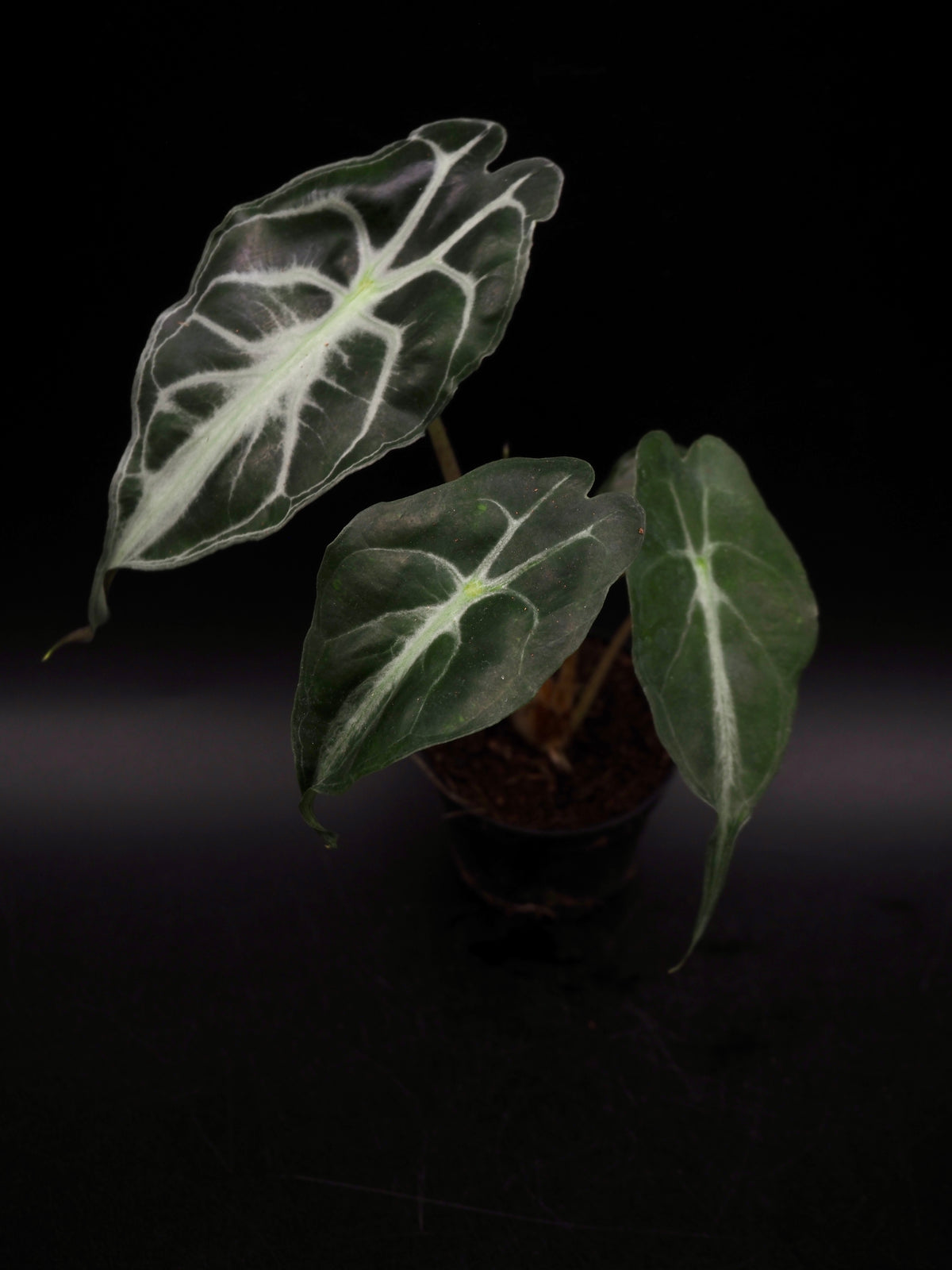 Alocasia Venom S