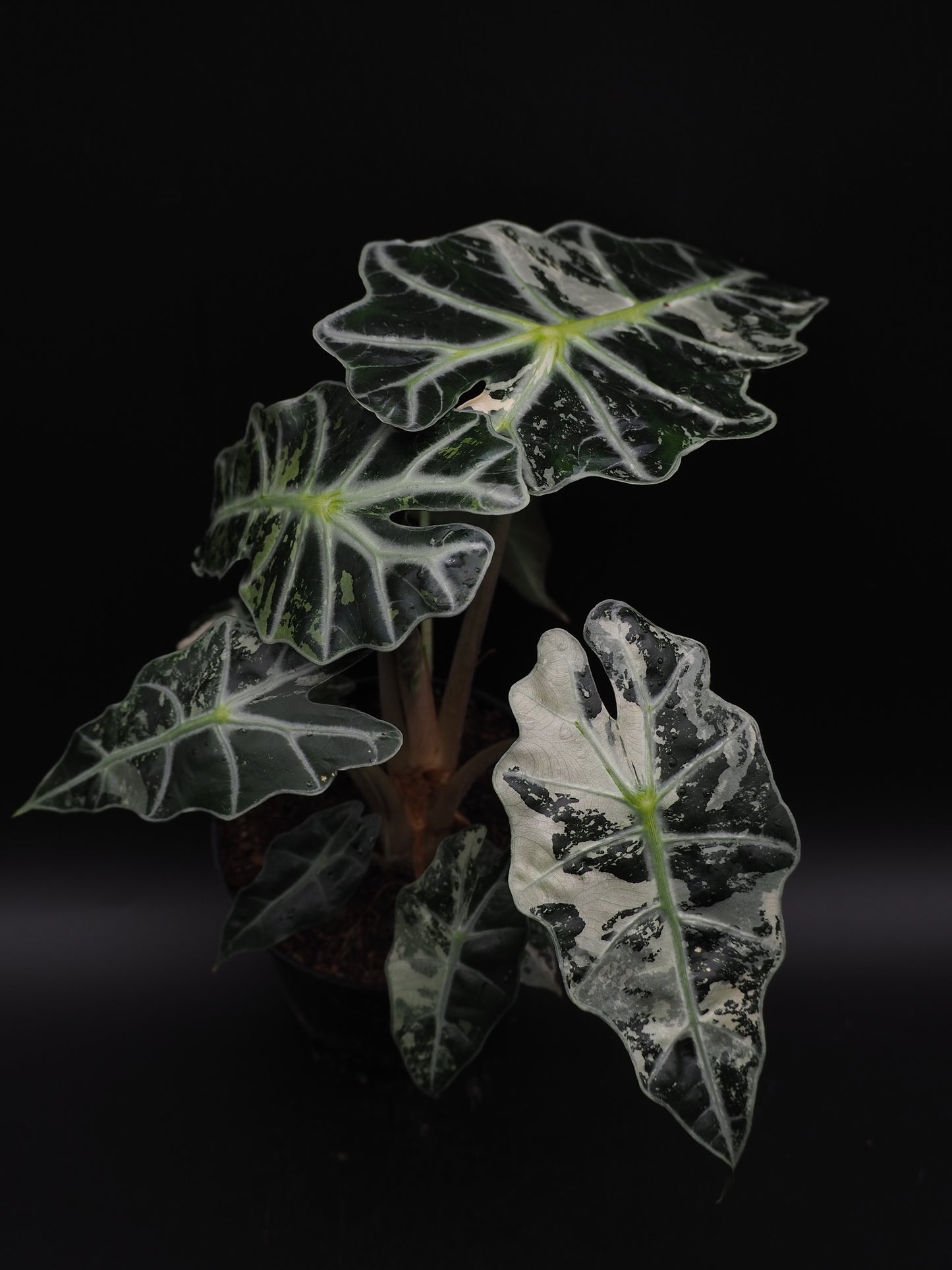 Alocasia Polly Pink Variegata