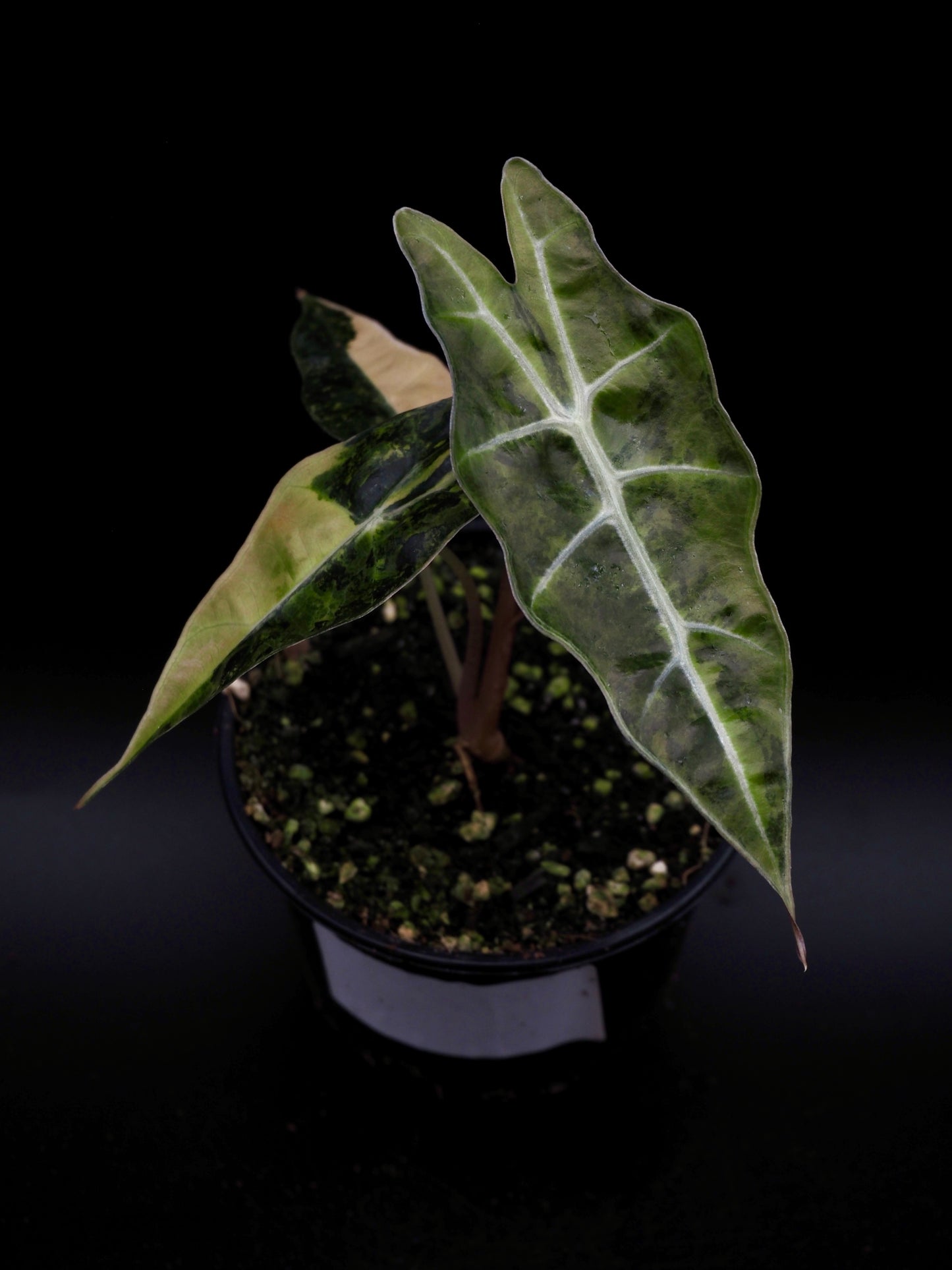 Alocasia Sanderiana Bull Aurea