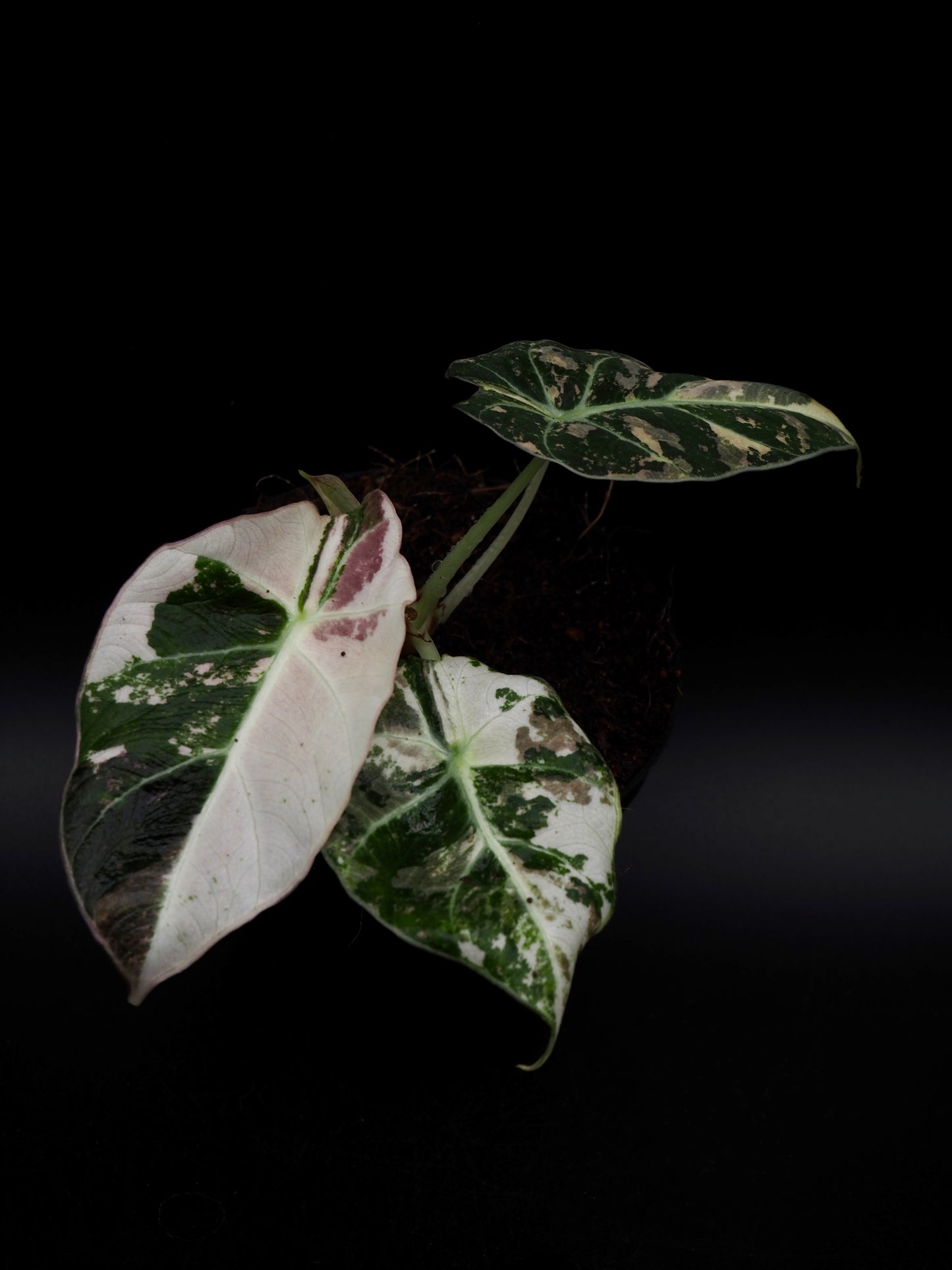 Alocasia Noir Velours Rose