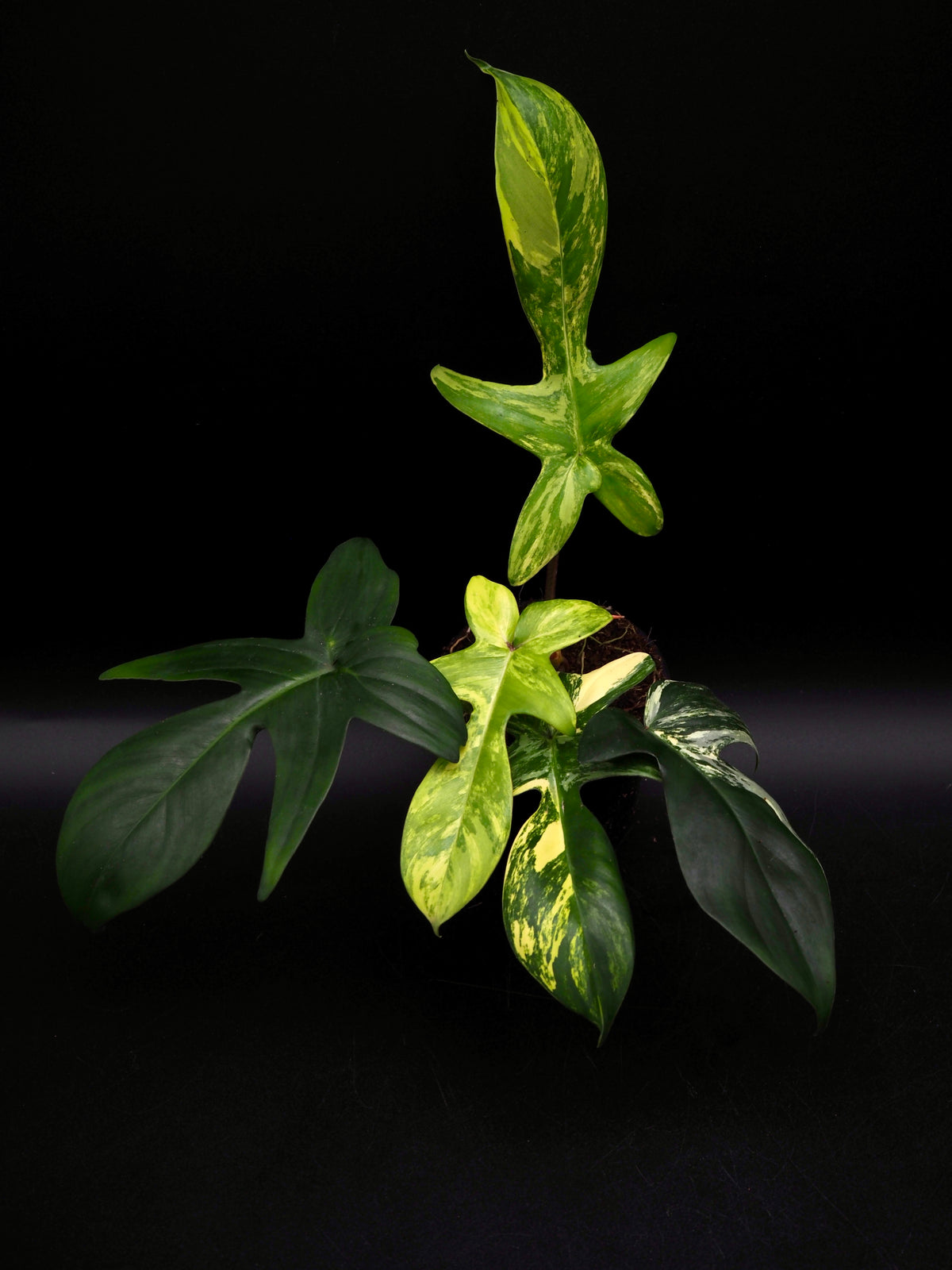 Philodendron Florida Beauty