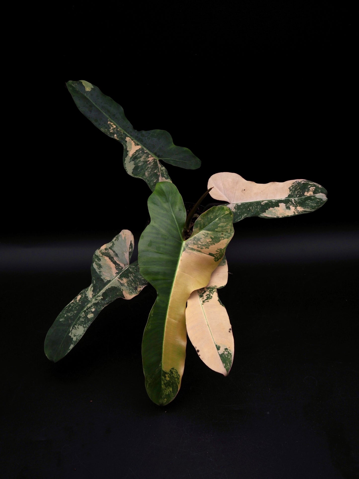 Philodendron Florida Beauty x Black Billietiae