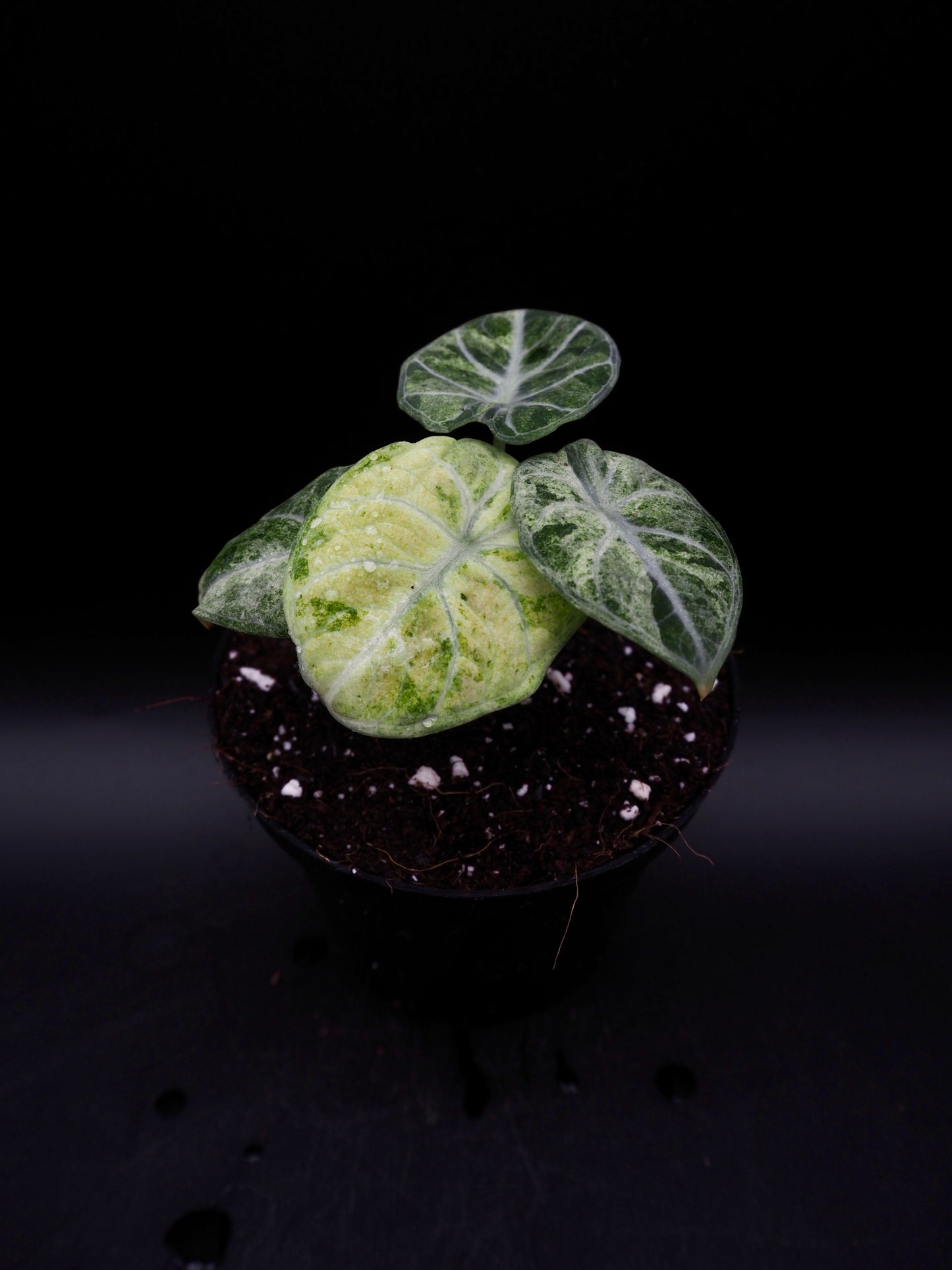 Alocasia Ninja Tricolor