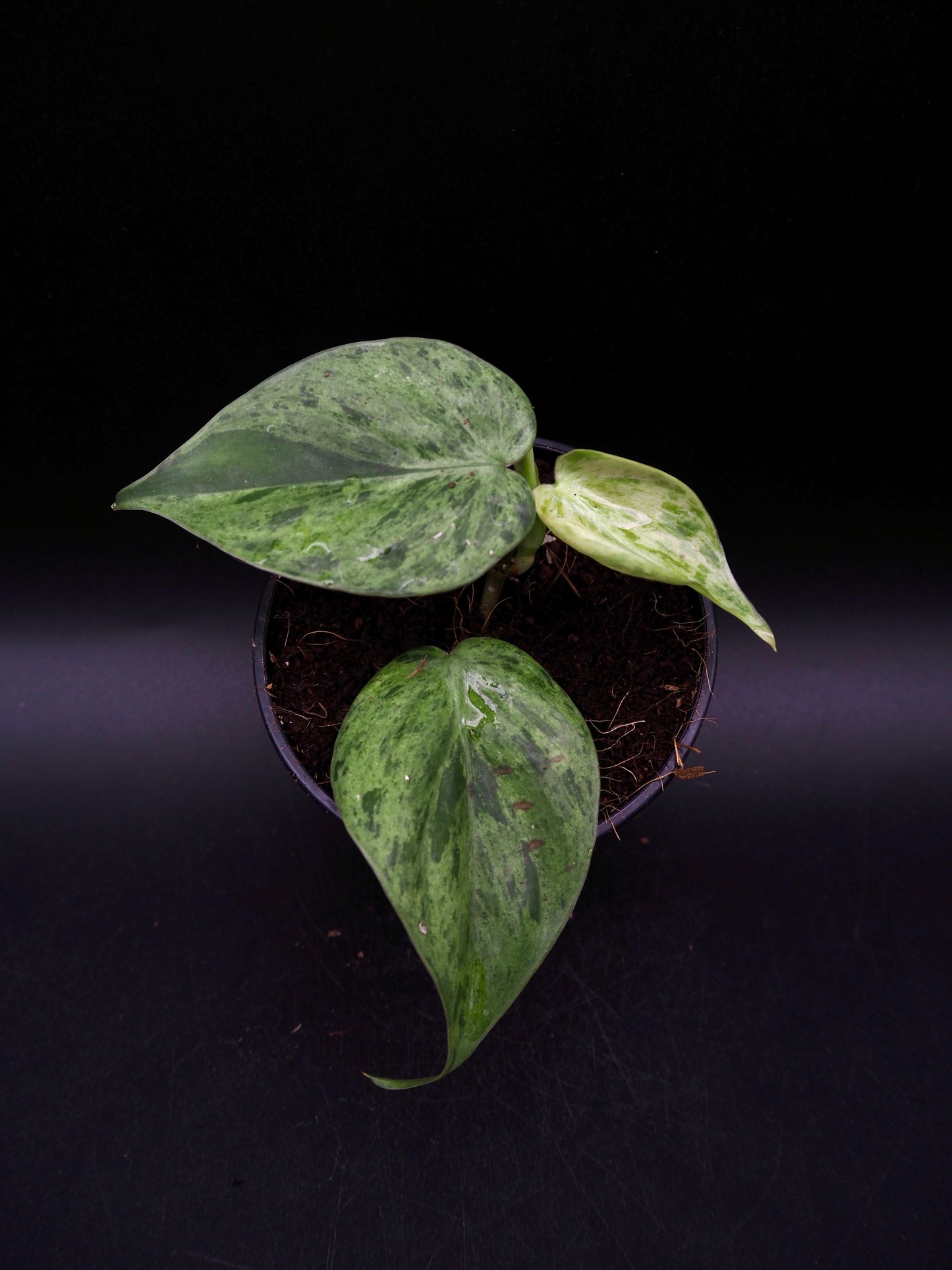 Philodendron Hederaceum Oxycardium Variegata