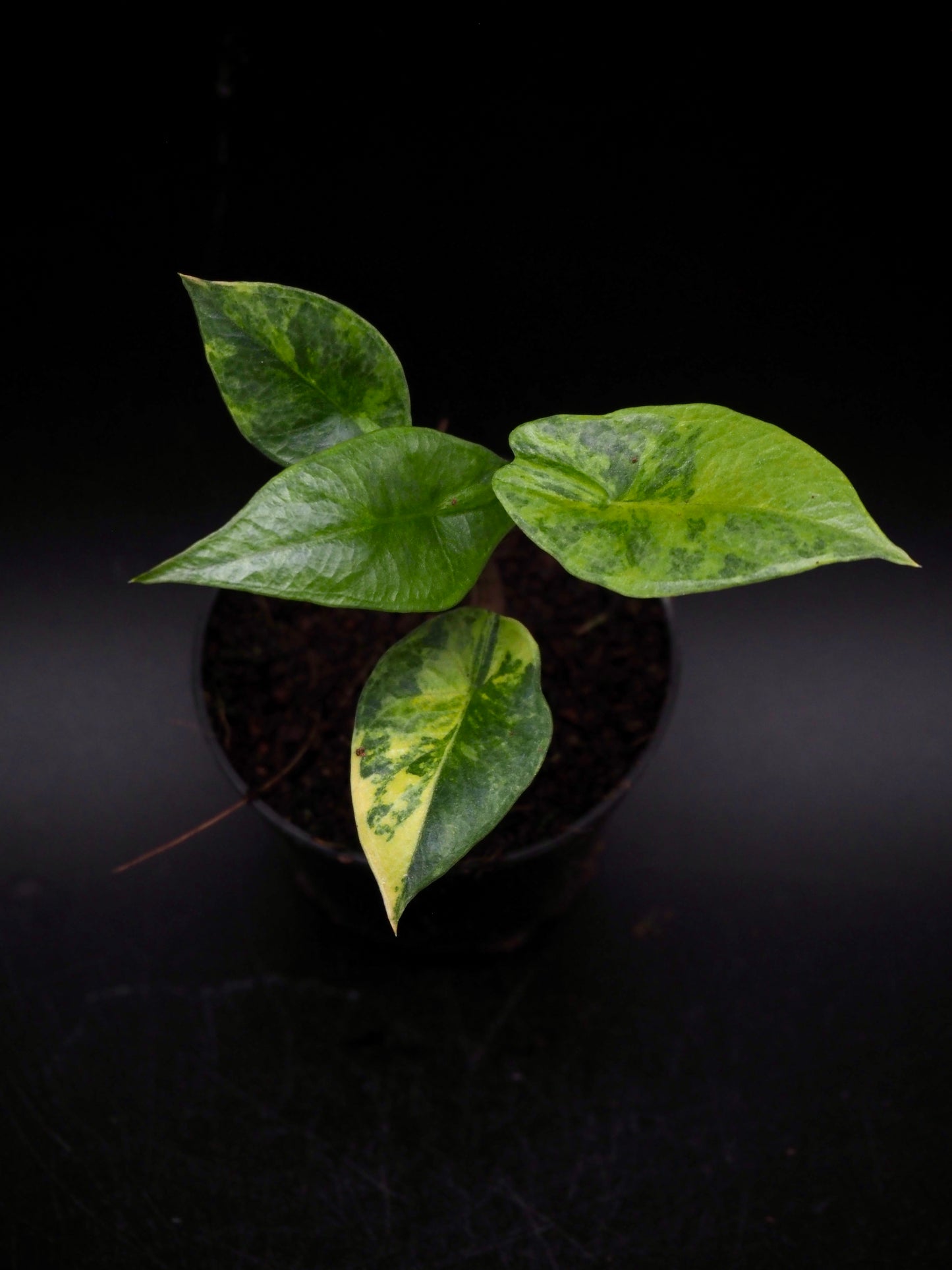 Alocasia Heterophylla Dragon's Breath Aurea Variegata