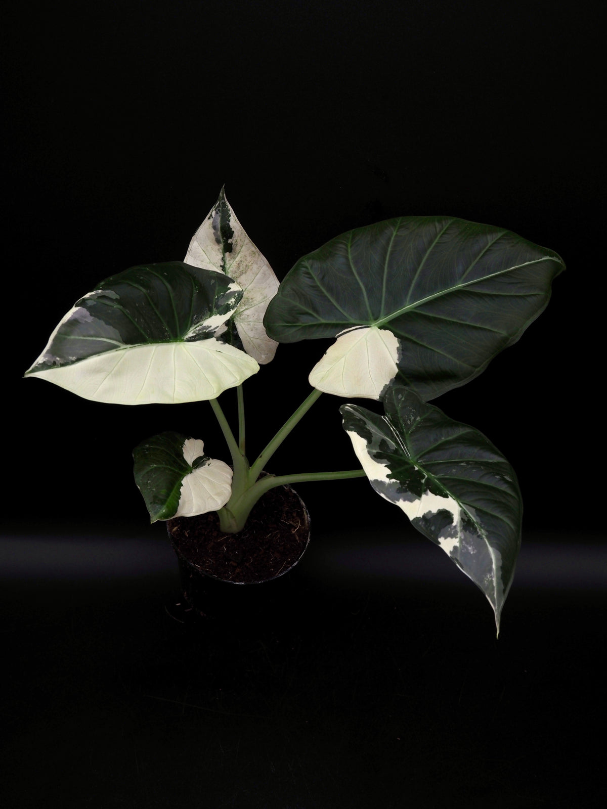 Alocasia Regal Shield Albo