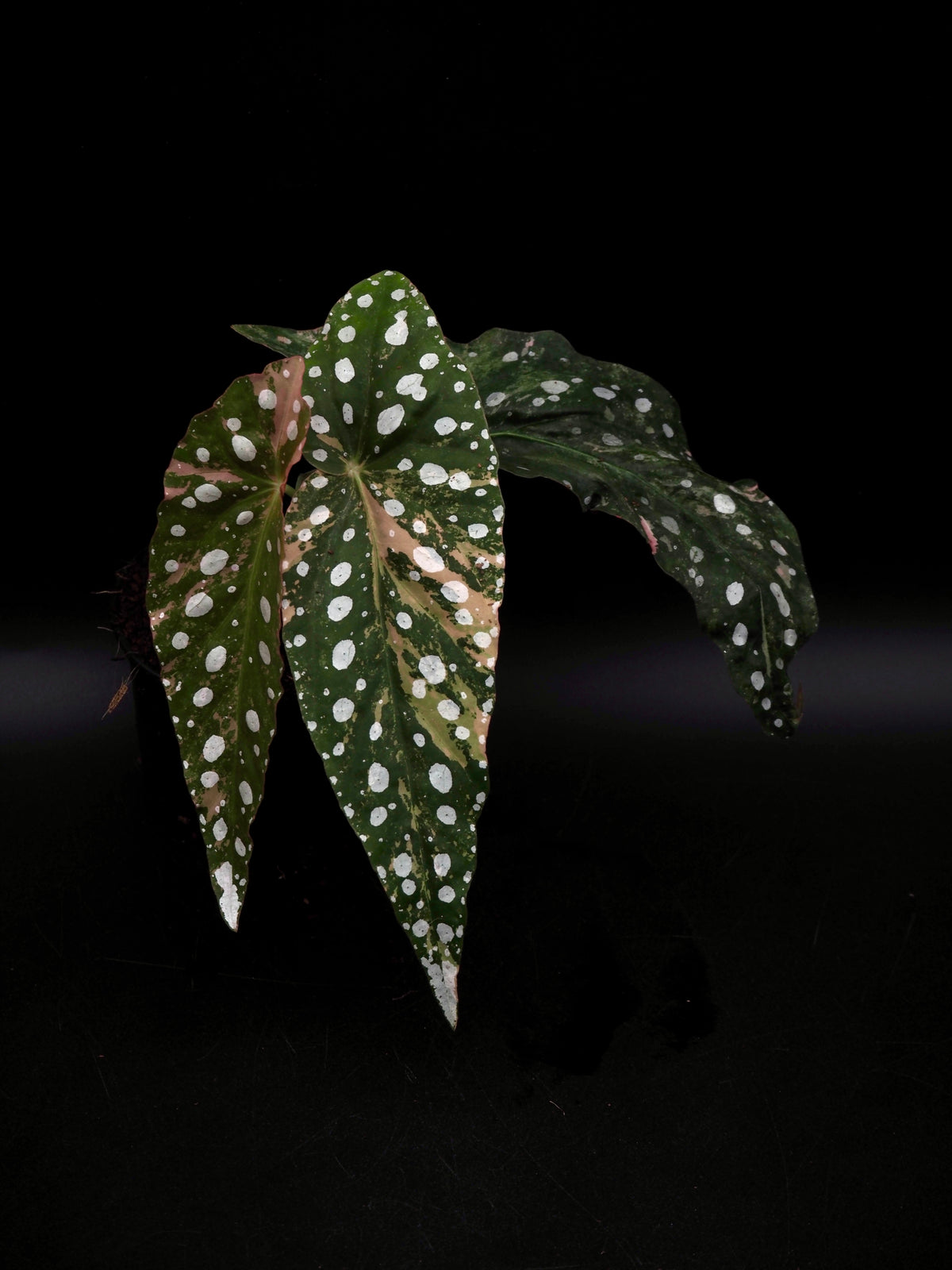 Begonia Maculata Pink Variegata