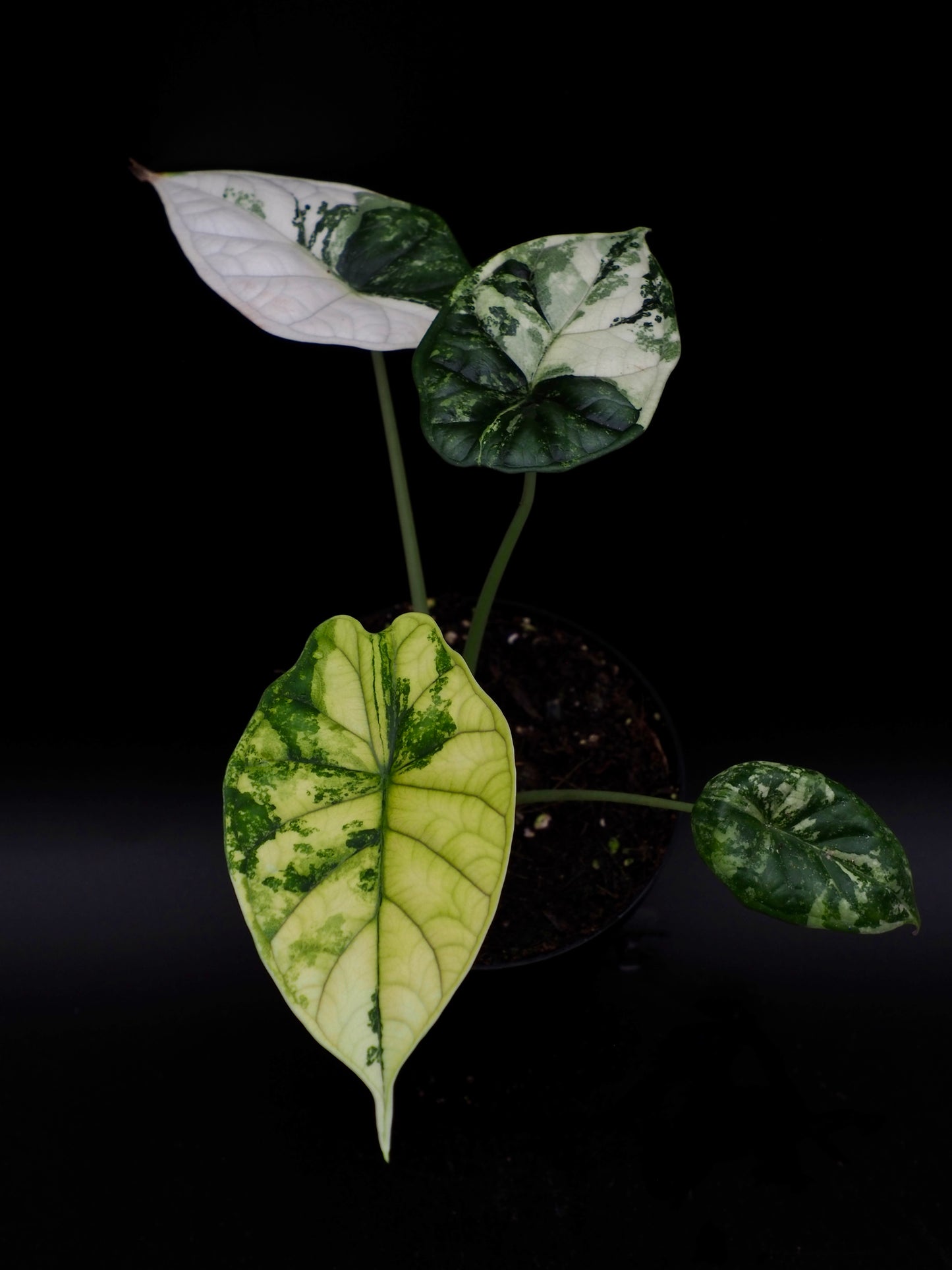 Alocasia Dragon Scale Albo Variegata