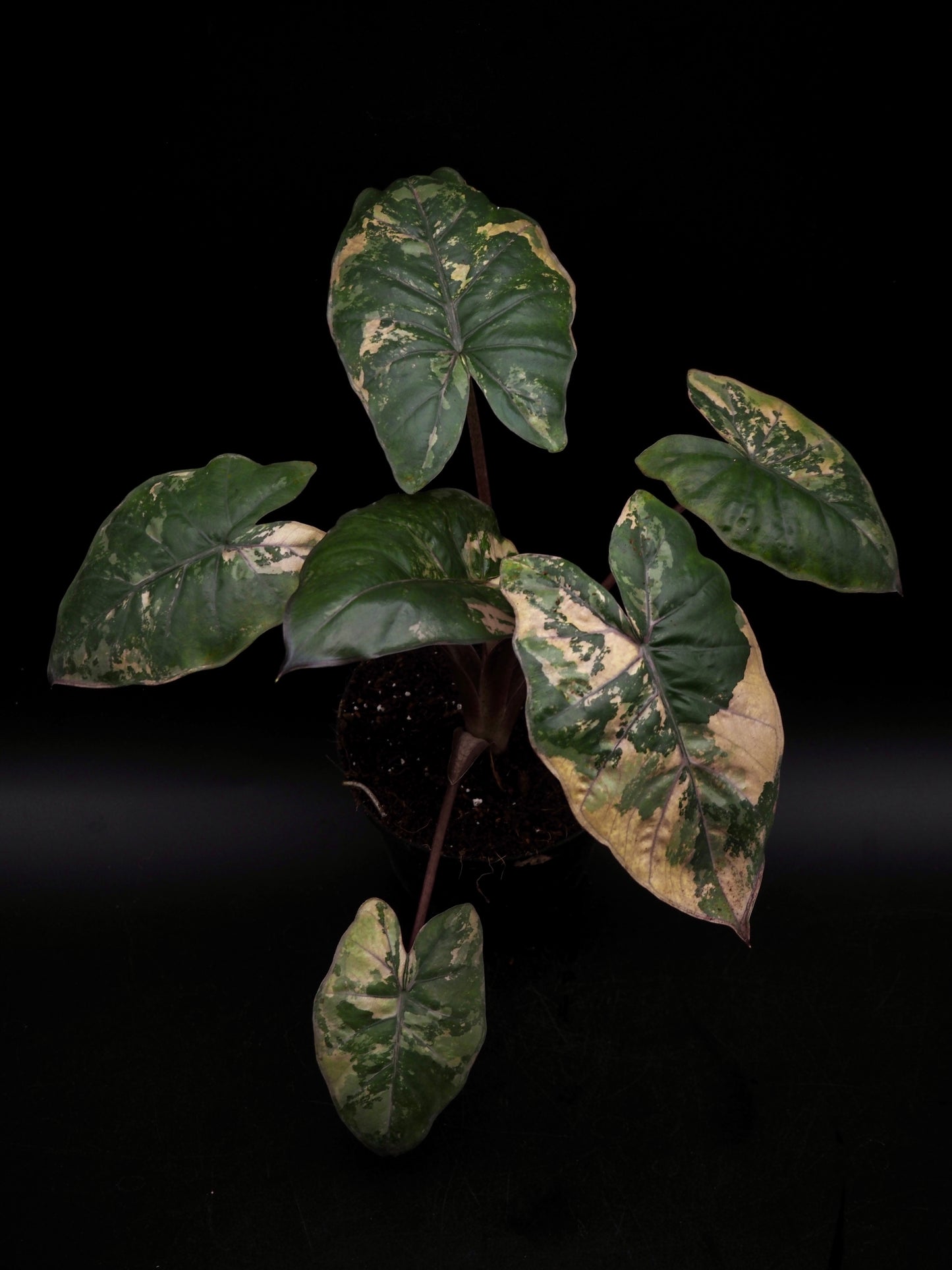 Alocasia Yucatan Princess Pink