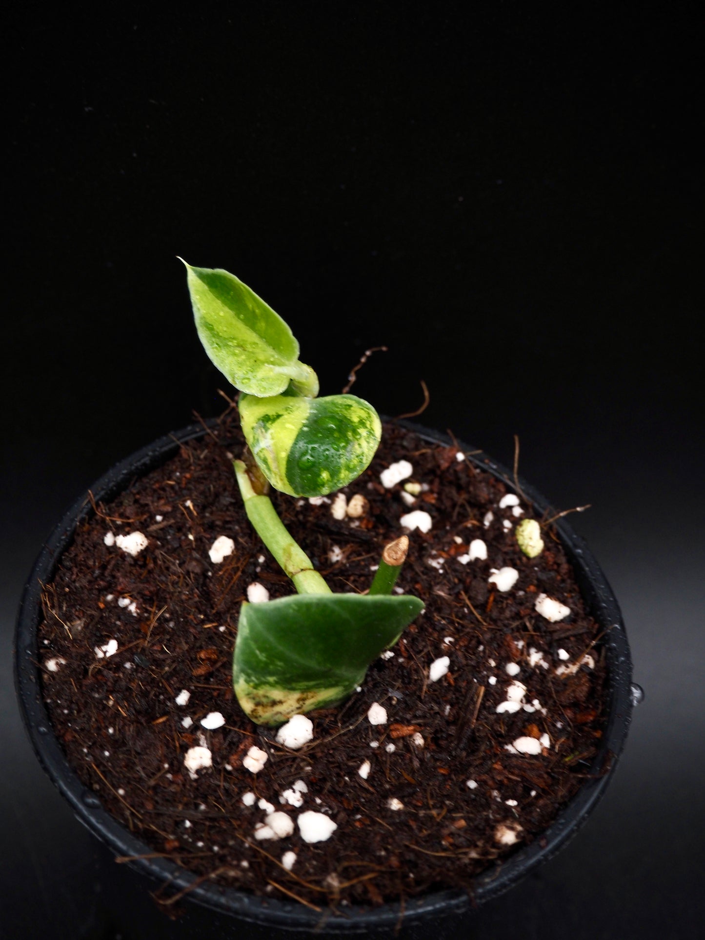 Rhaphidophora Hayi Variegata