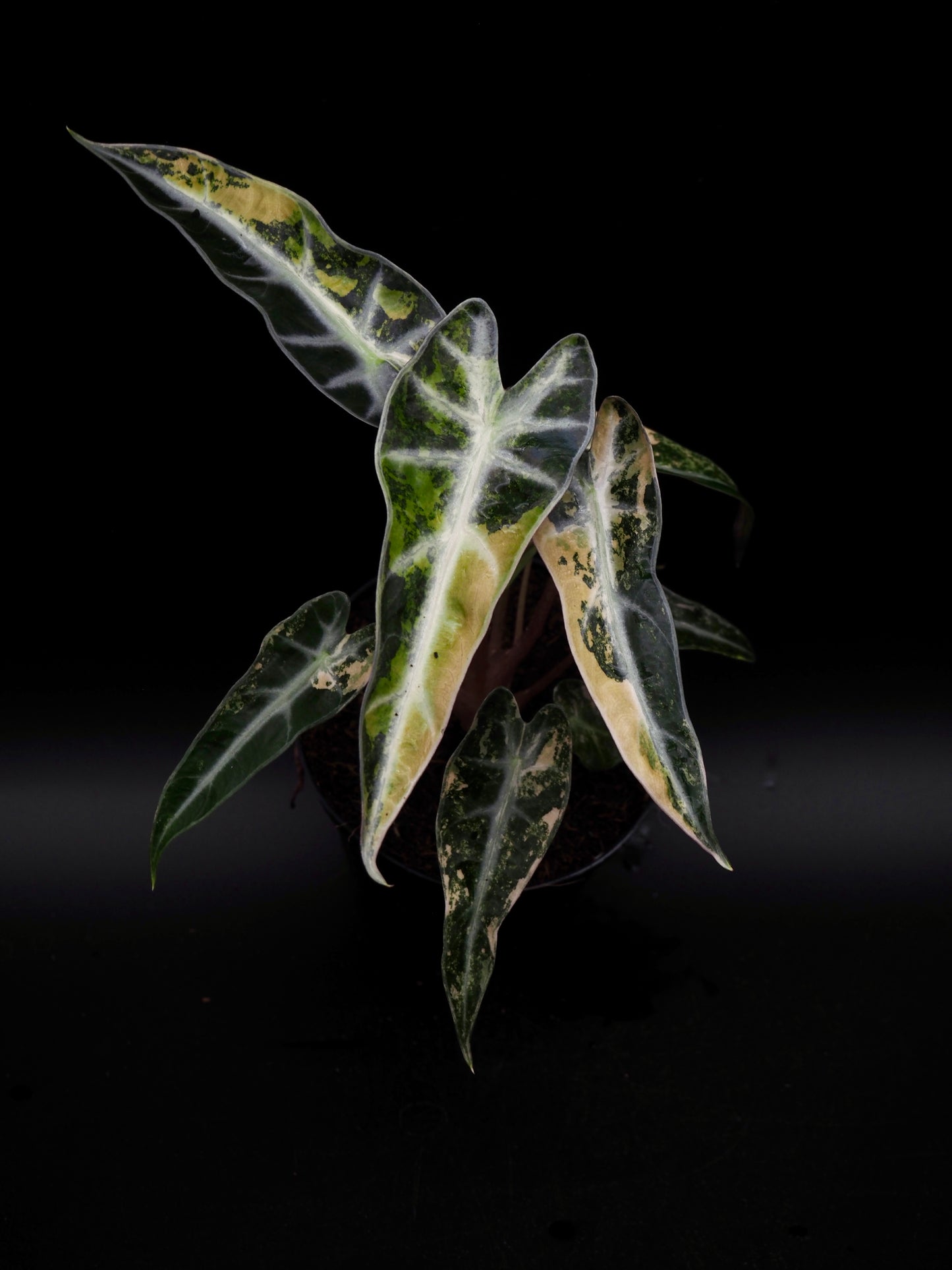 Alocasia Bambi Aurea