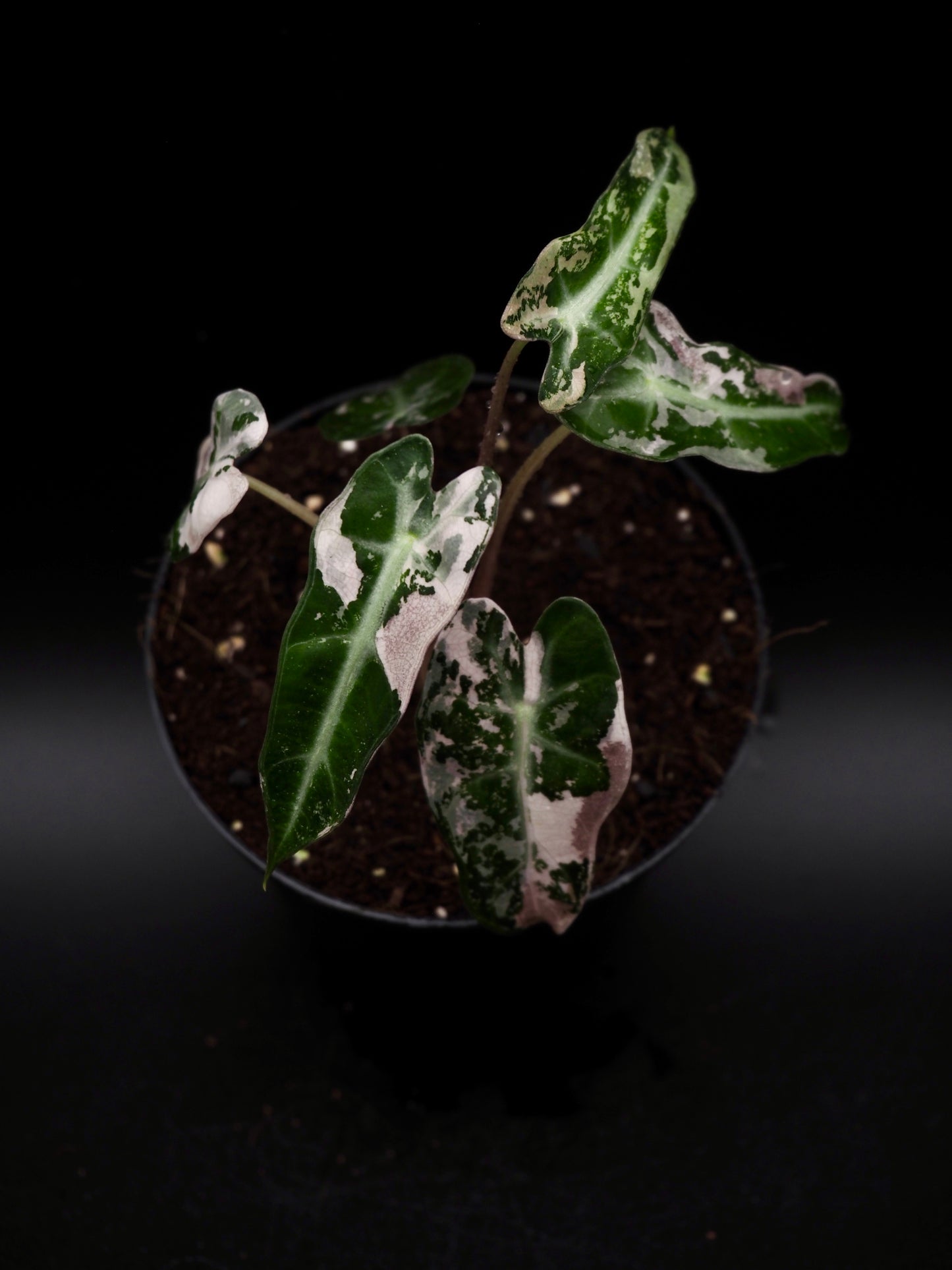 Alocasia Bambino Rose Variegata