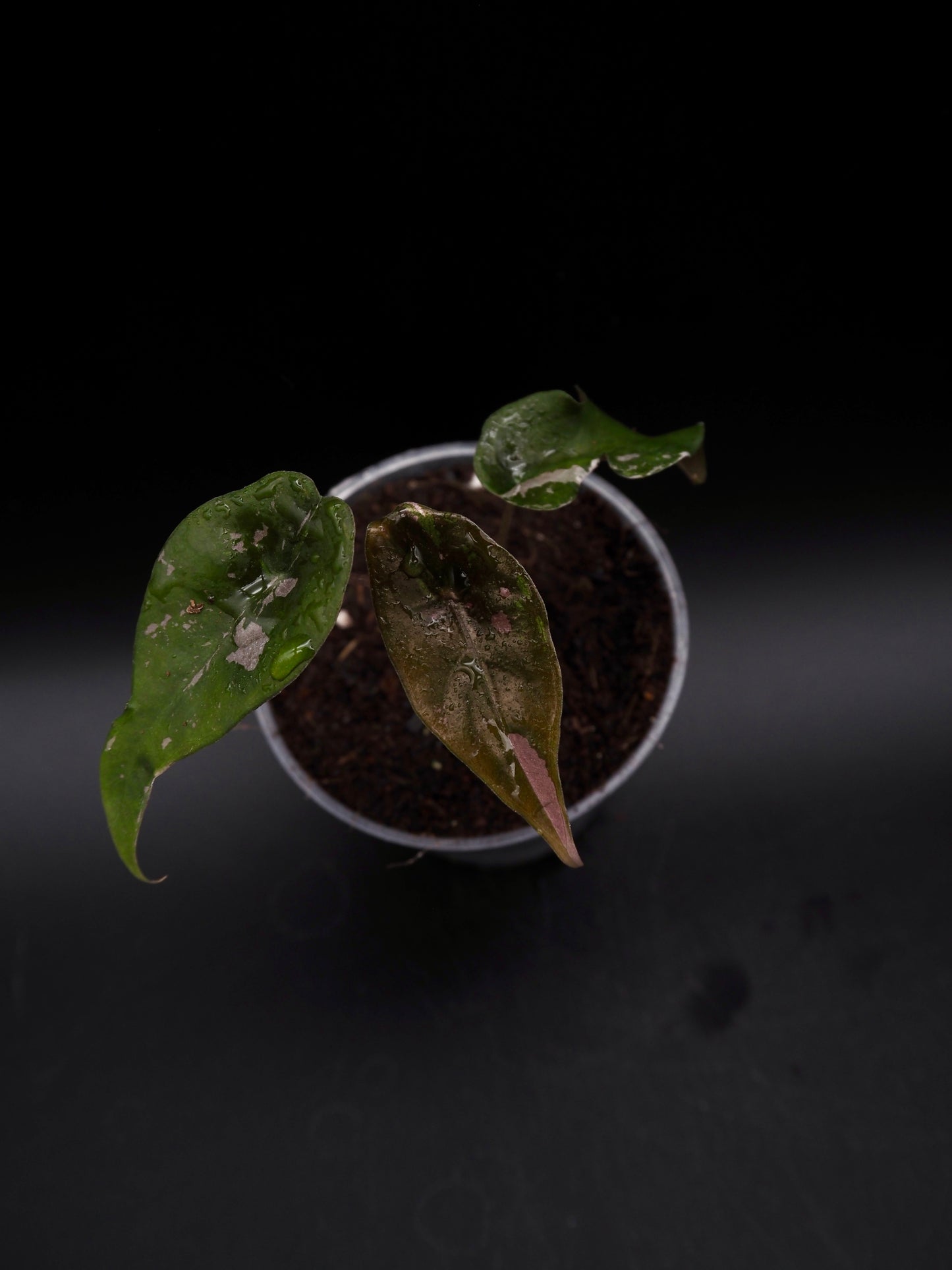 Alocasia Chantrieri Pink