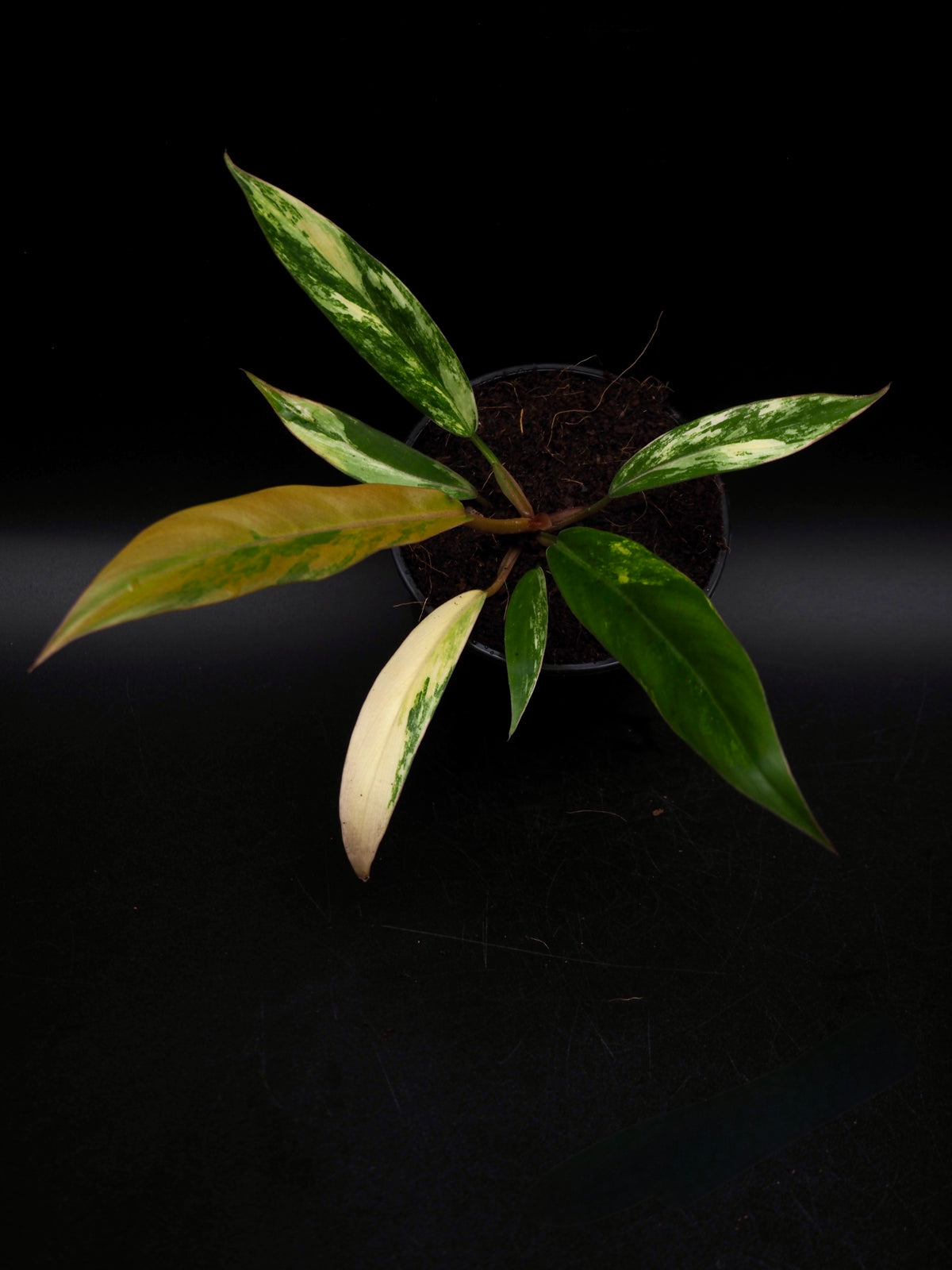 Philodendron Caramel Marble