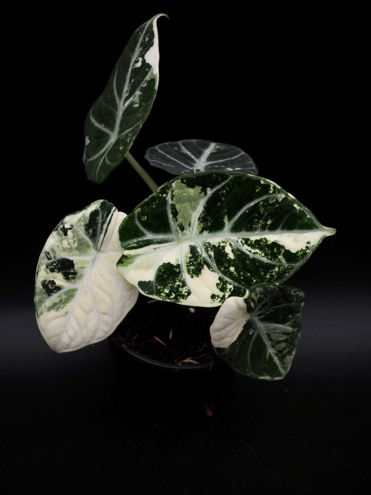 Alocasia Ninja Albo