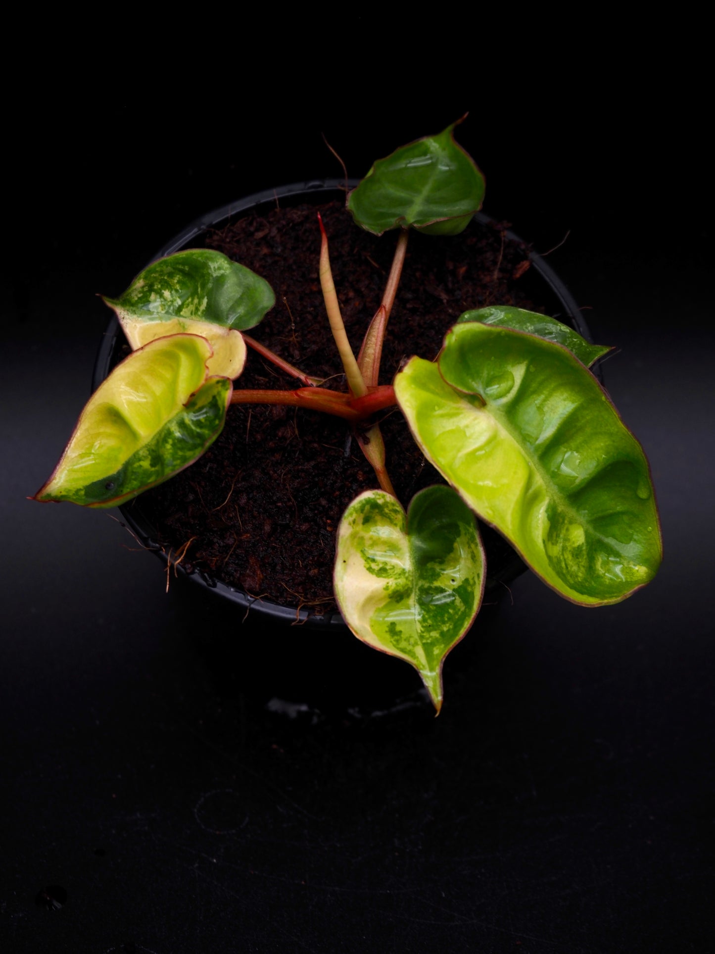 Philodendron Billietiae Variegata