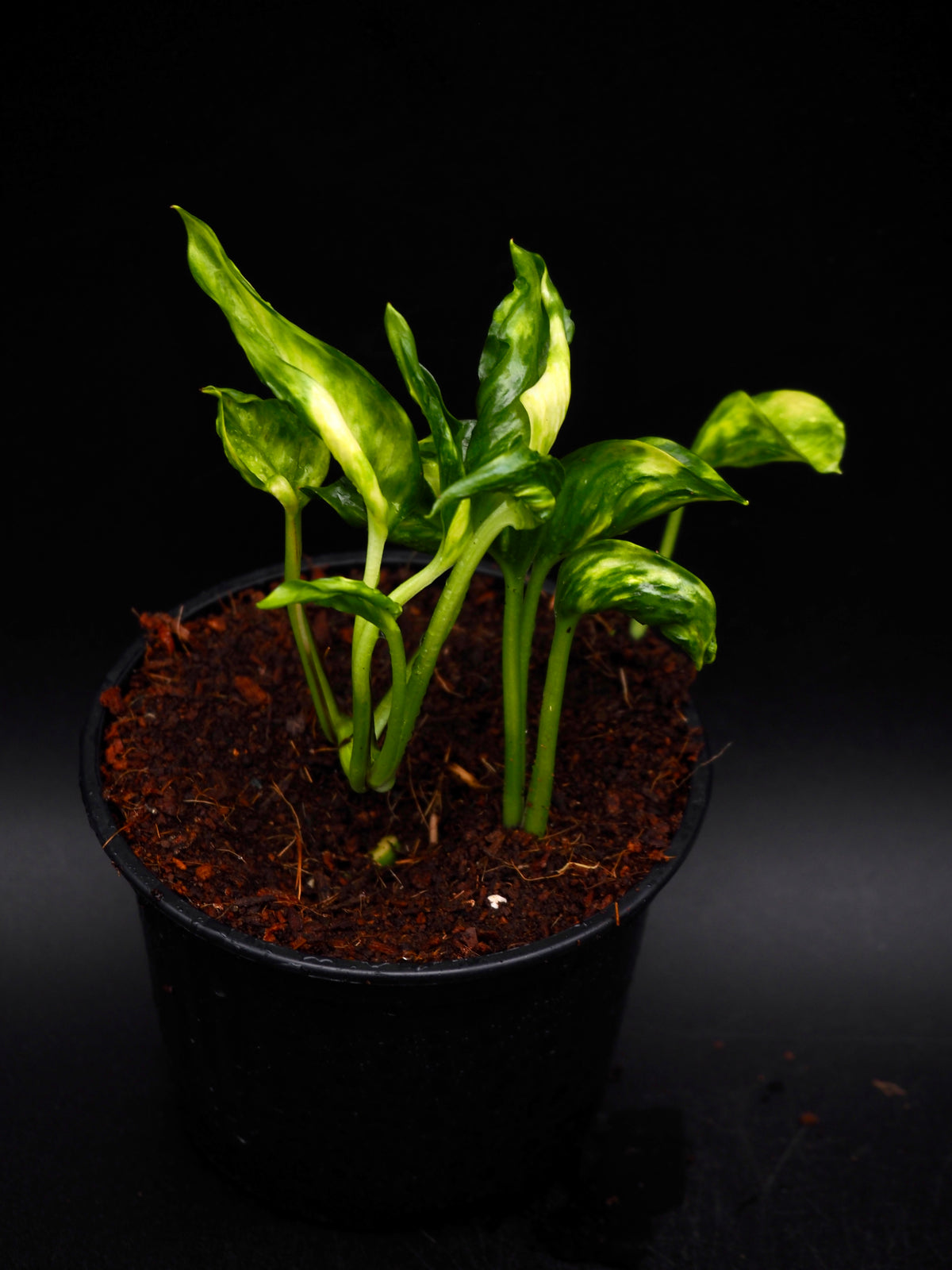 Epipremnum aureum Shangri La Variegata