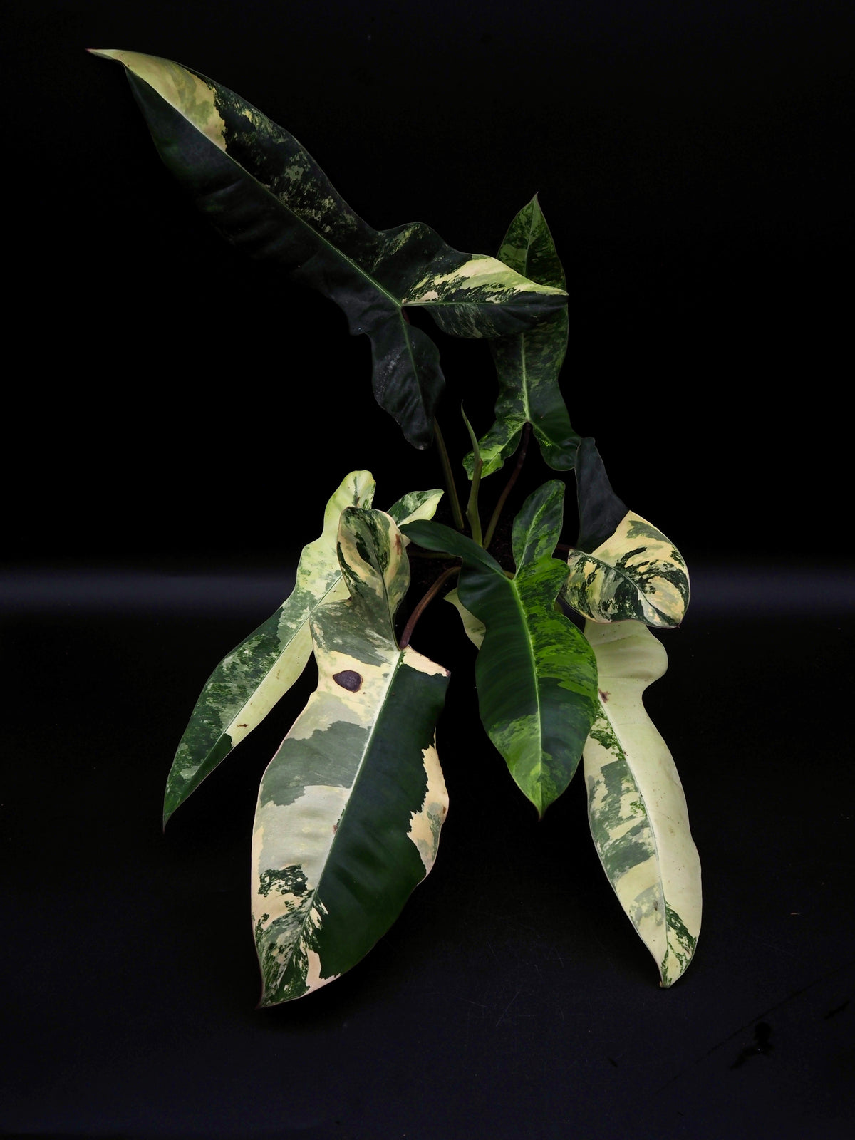 Philodendron Florida Beauty x Billitiea (Jennifer)