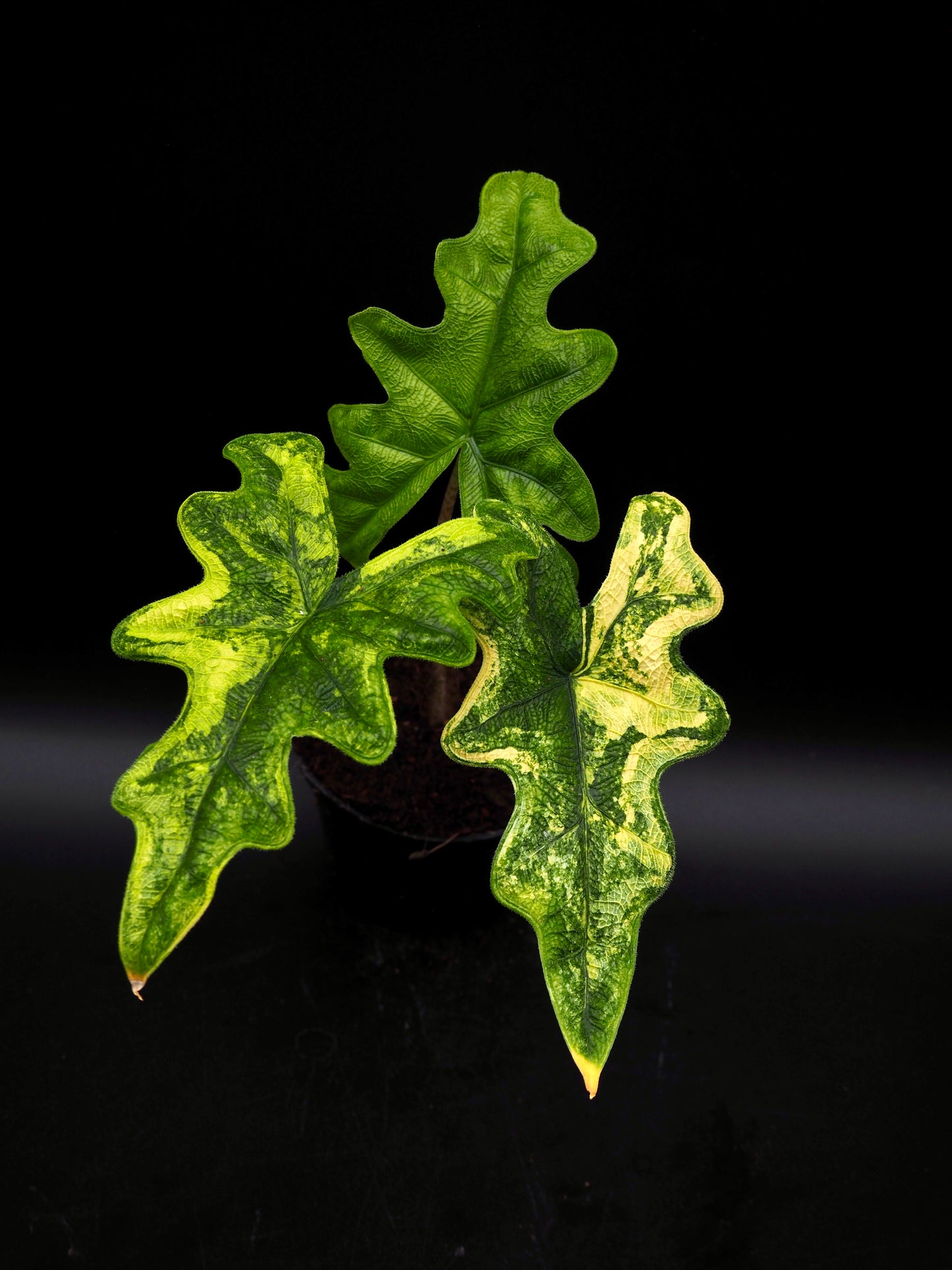 Alocasia Jacklyn Aurea Variegata