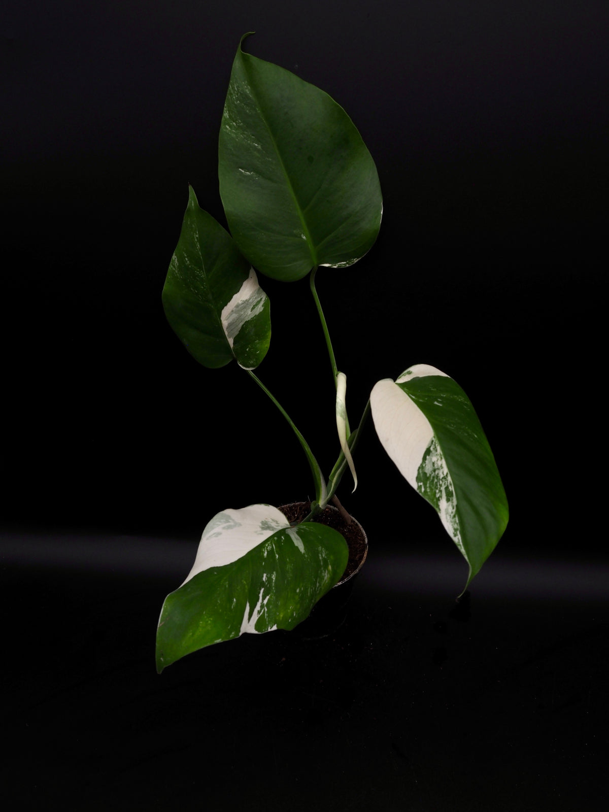 Monstera Borsigiana Albo Variegata
