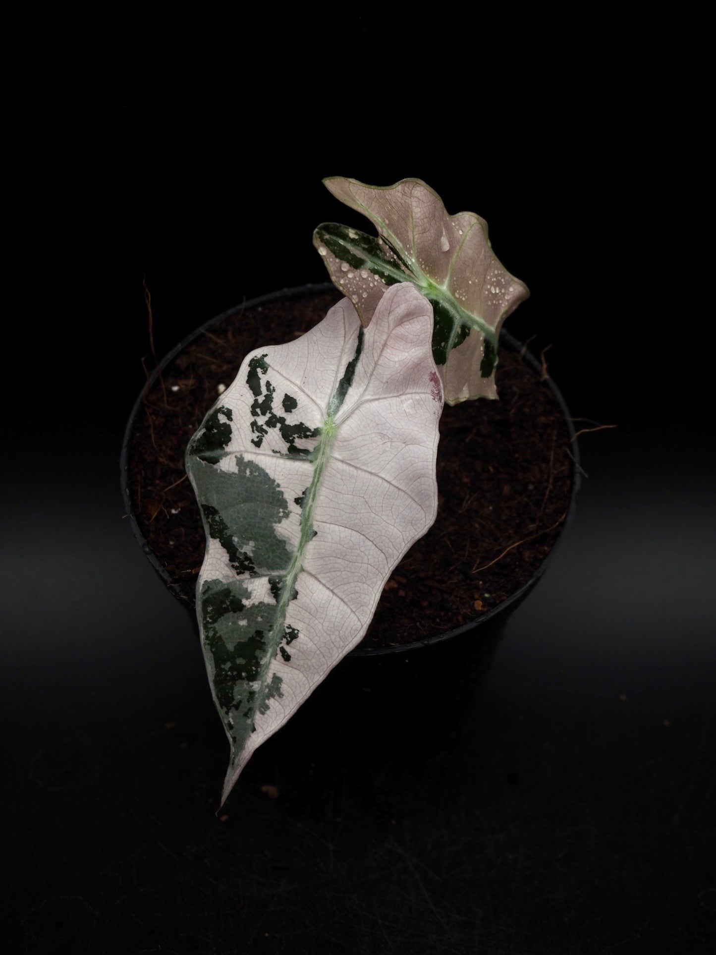 Alocasia Polly Pink Variegata