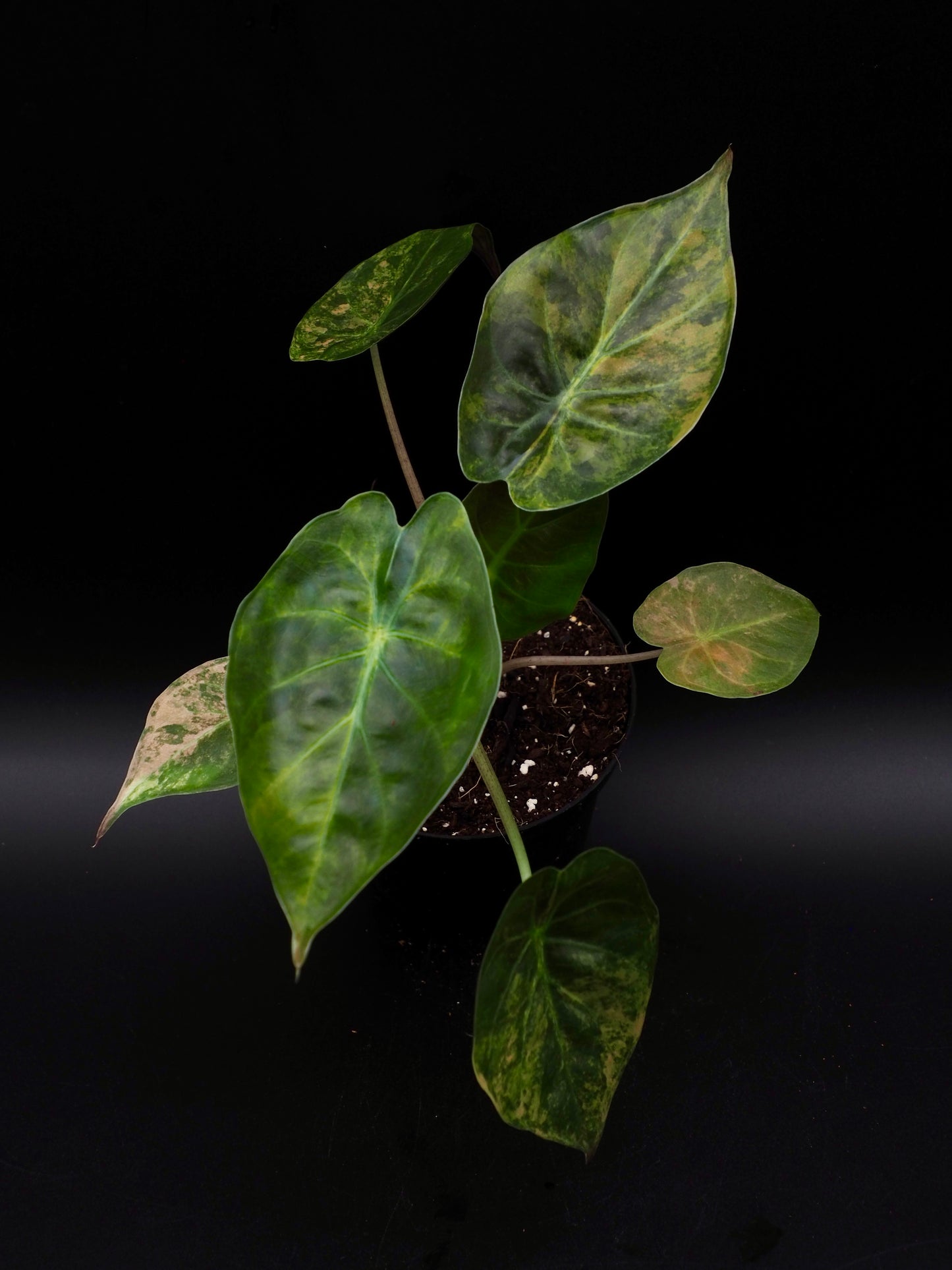 Alocasia Wentii Sunset Aurea
