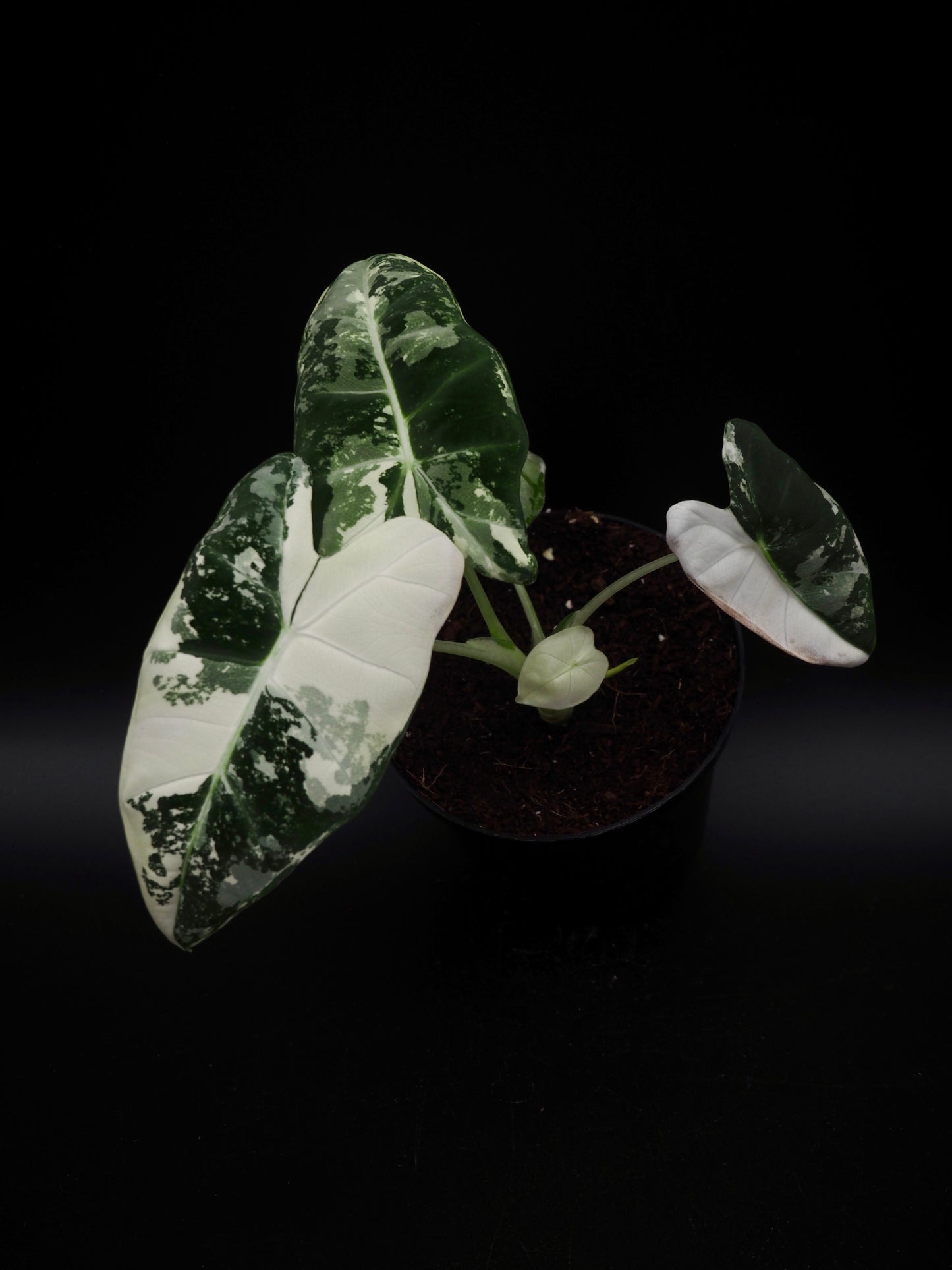 Alocasia Frydek Variegata