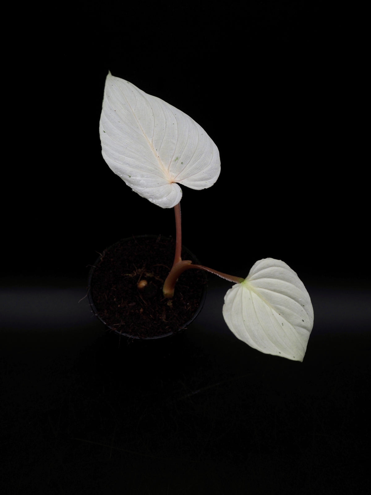 Philodendron Mamei Variegata
