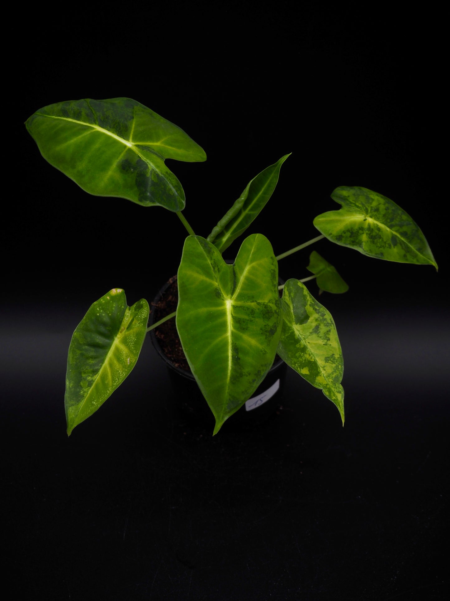 Alocasia Frydek gog