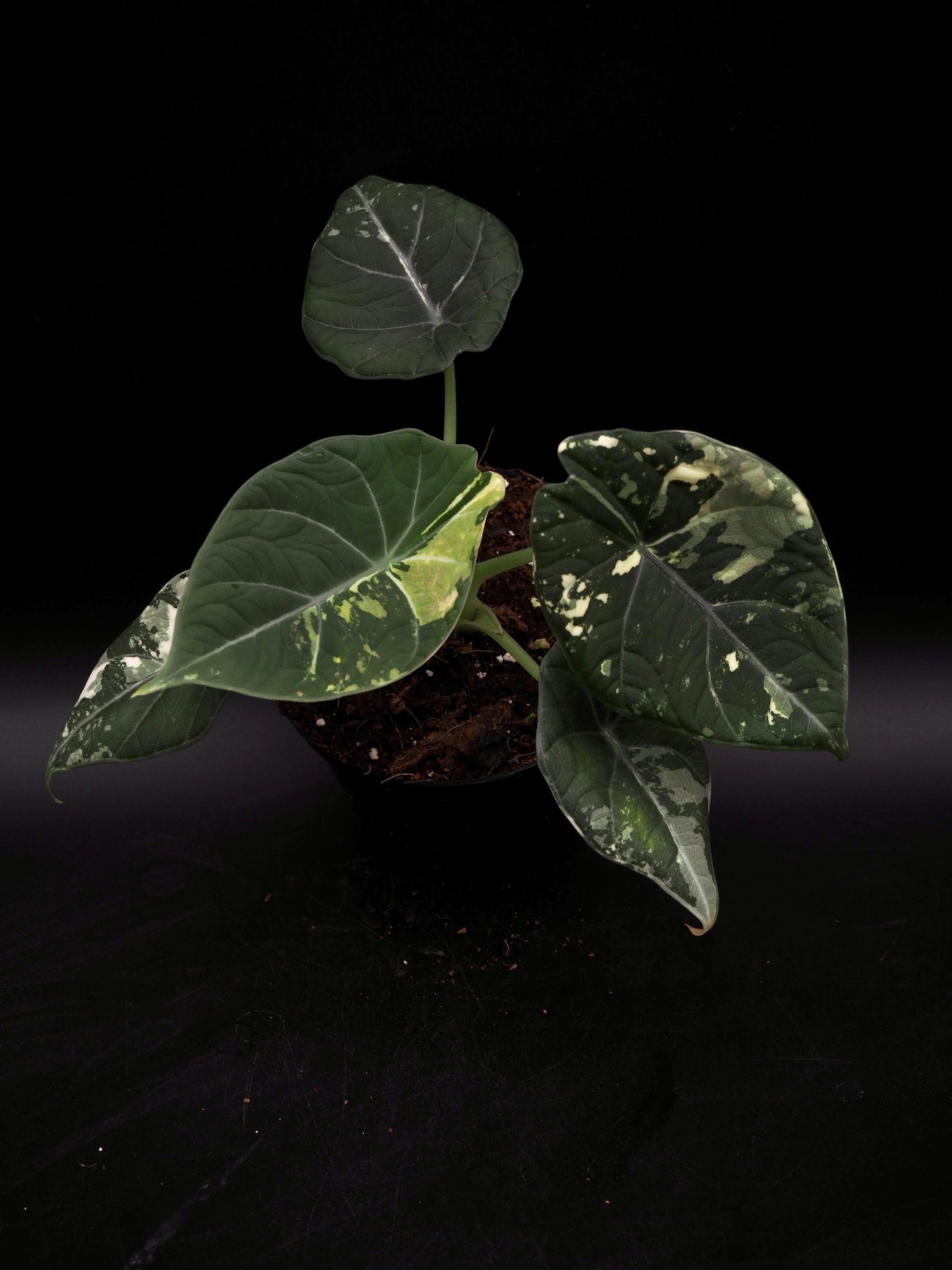 Alocasia Maharani Albo Variegata