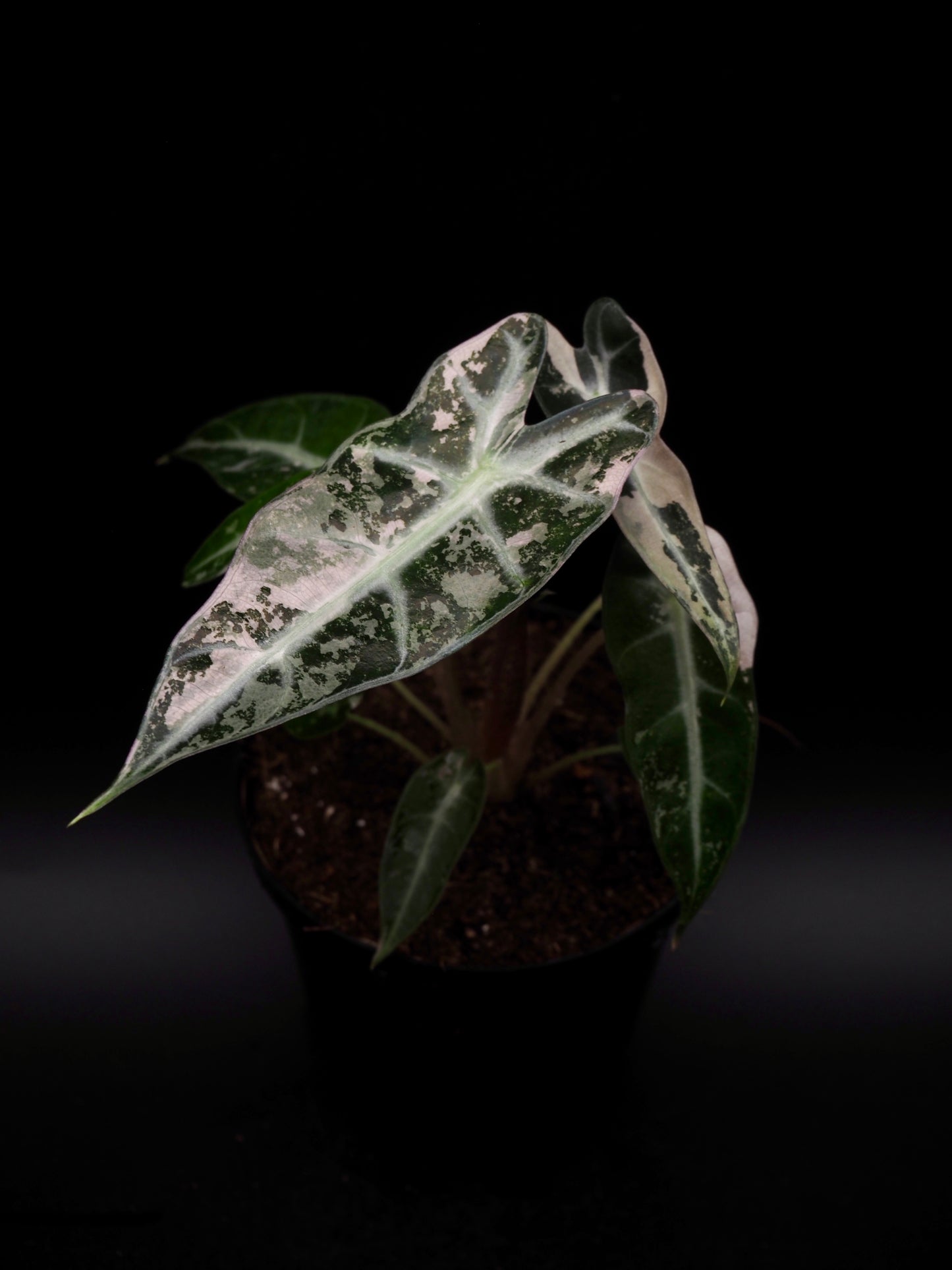 Alocasia Bambino Rose Variegata