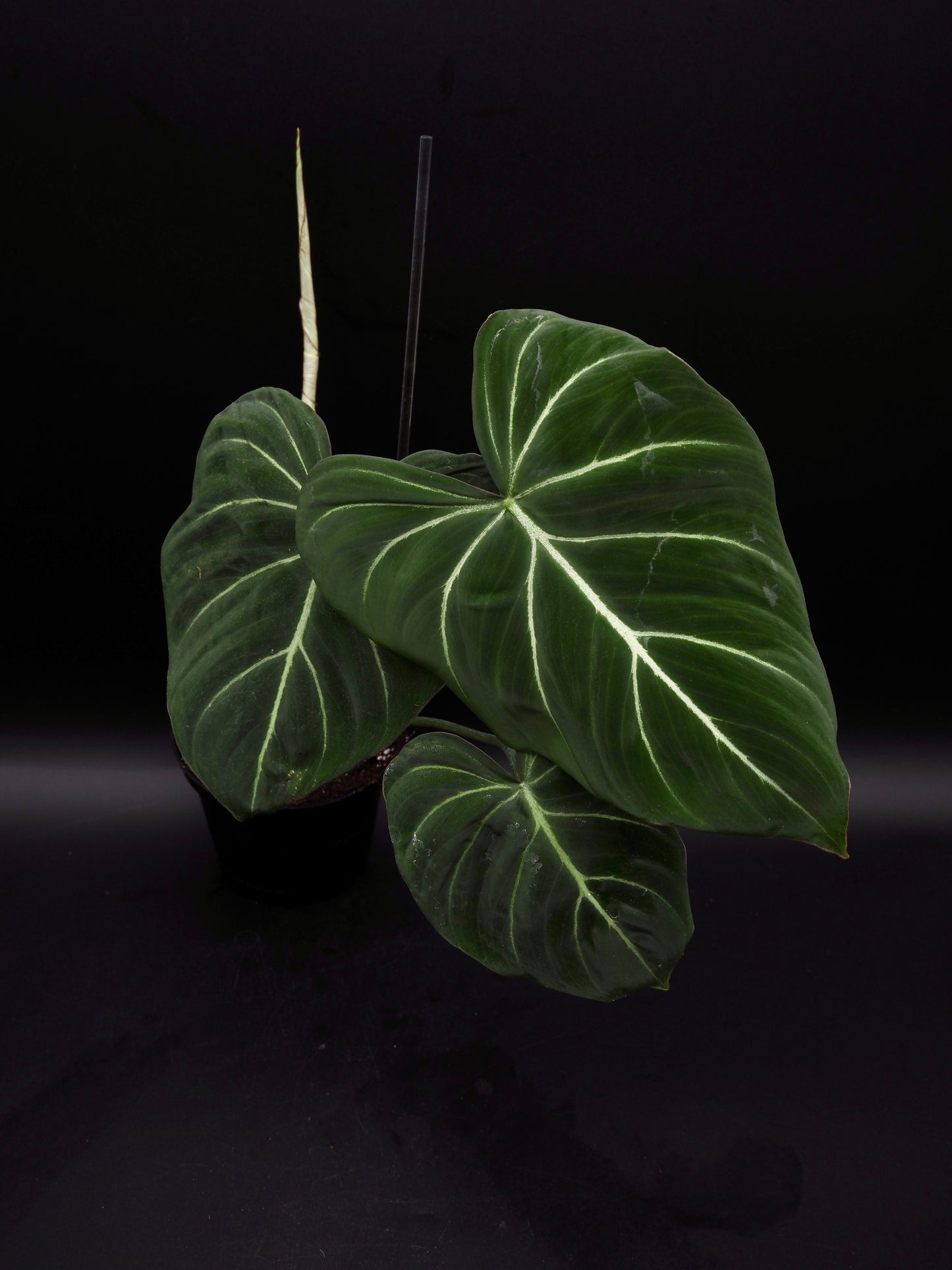 Philodendron Gloriosum
