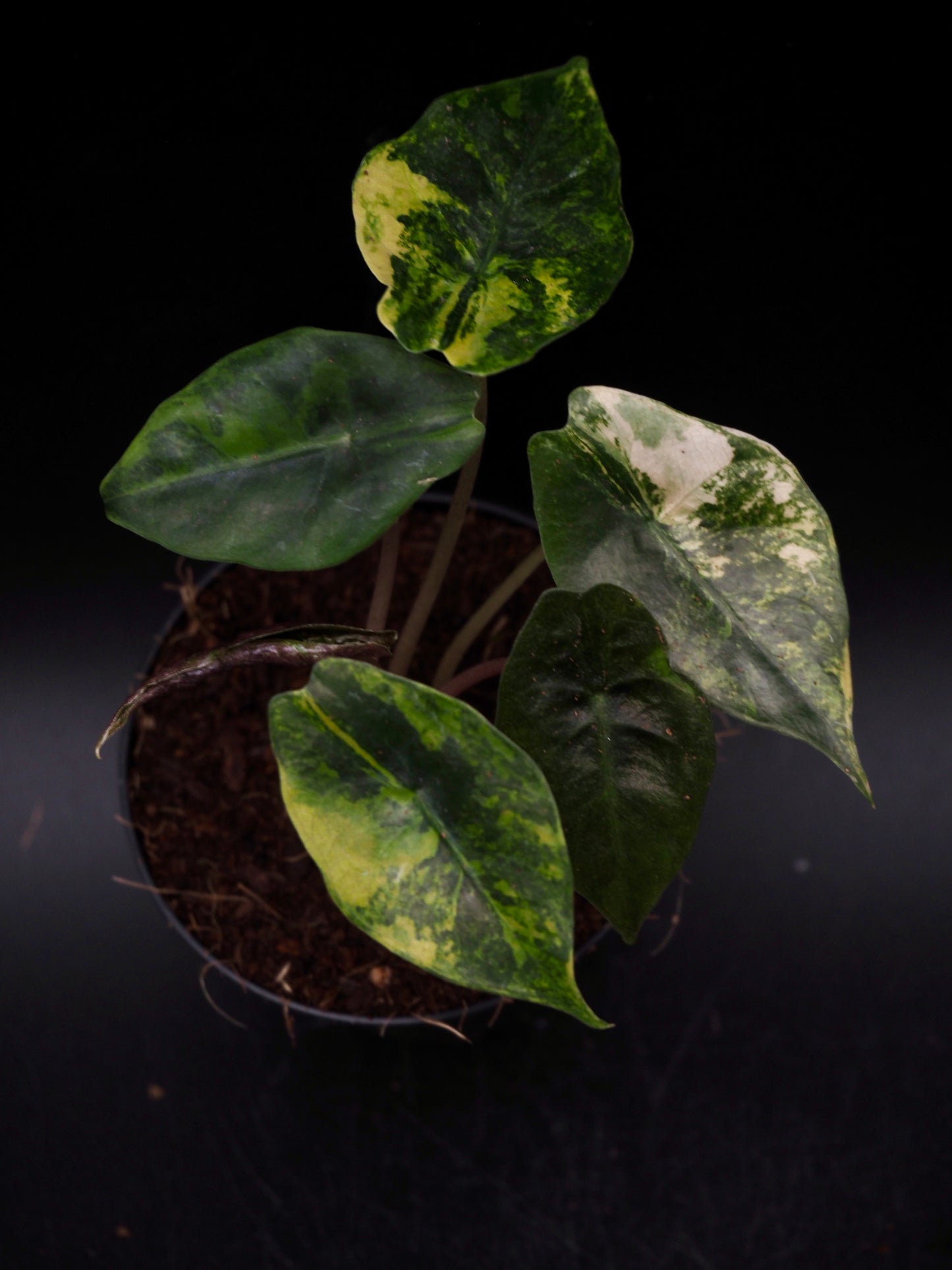 Alocasia Chantrieri Aurea Variegata