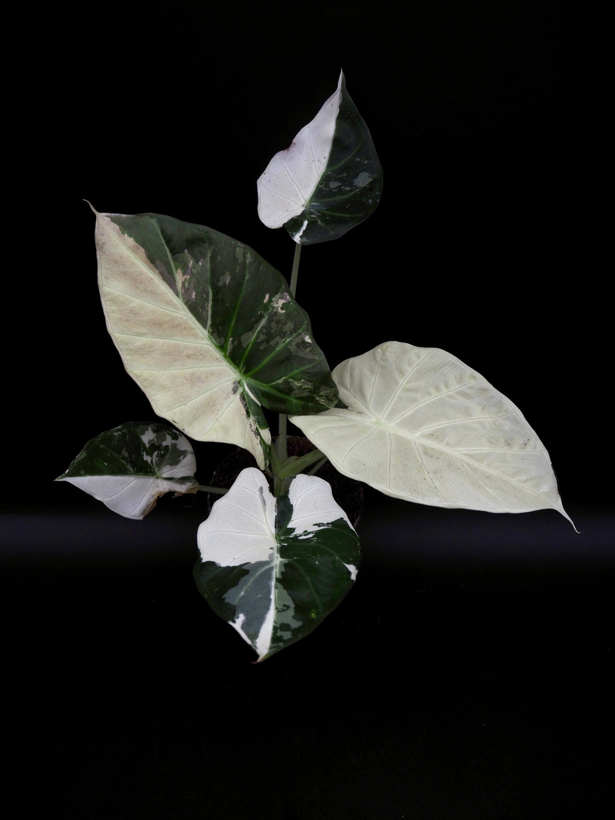 Alocasia Regal Shield Albo