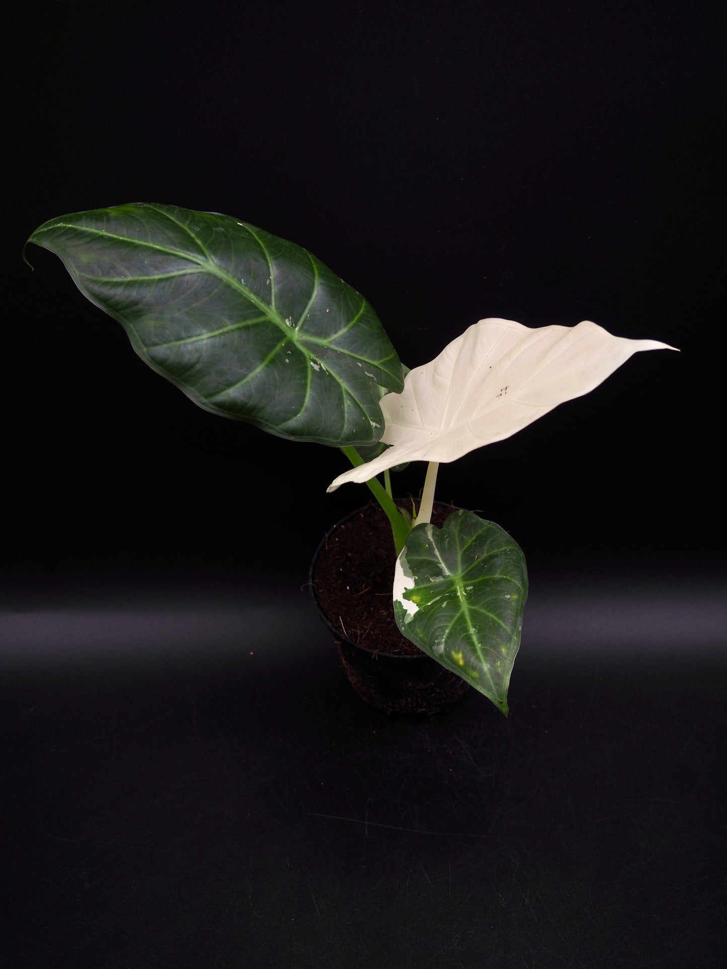Alocasia Regal Shield Albo